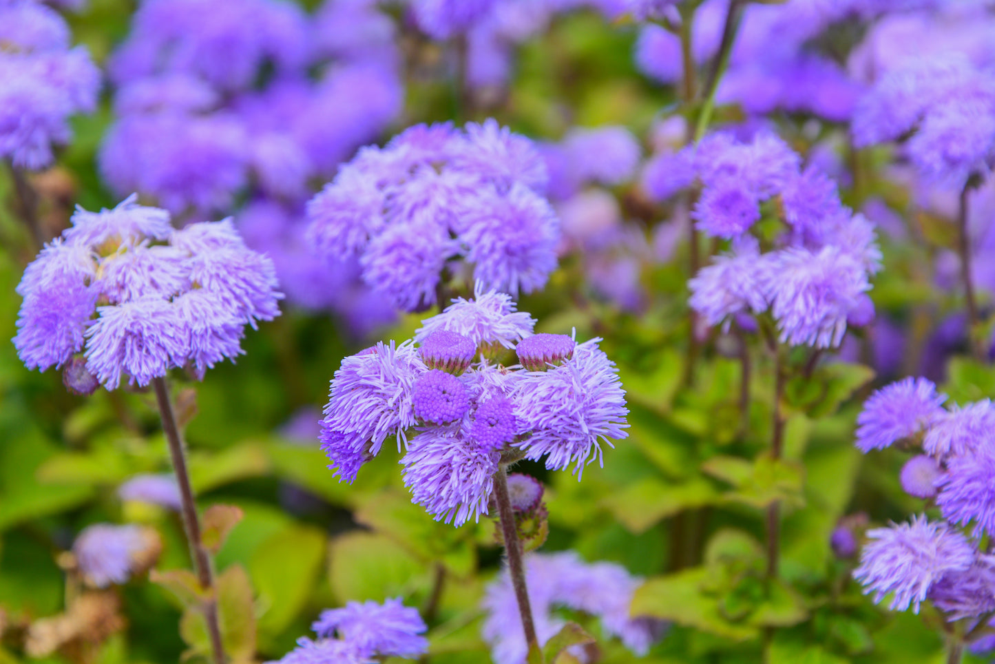 100 Dwarf BLUE MINK AGERATUM Houstonianum Fuzzy Double West Indies Flower Seeds
