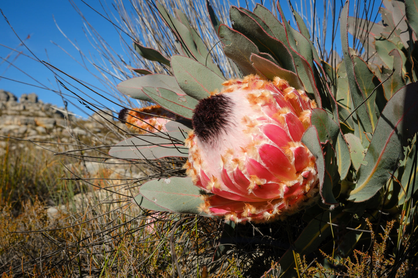 5 QUEEN PROTEA Magnifica Sugarbush Rare 8" Flower Seeds