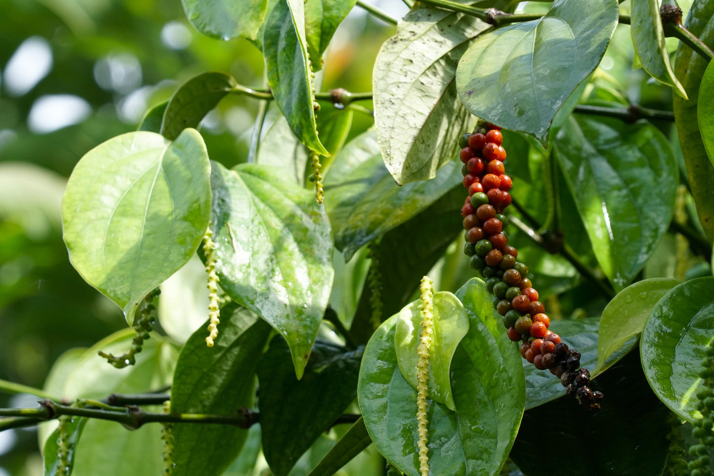 25 BLACK PEPPERCORN Black Pepper Piper Nigrum Spice Vine Seeds