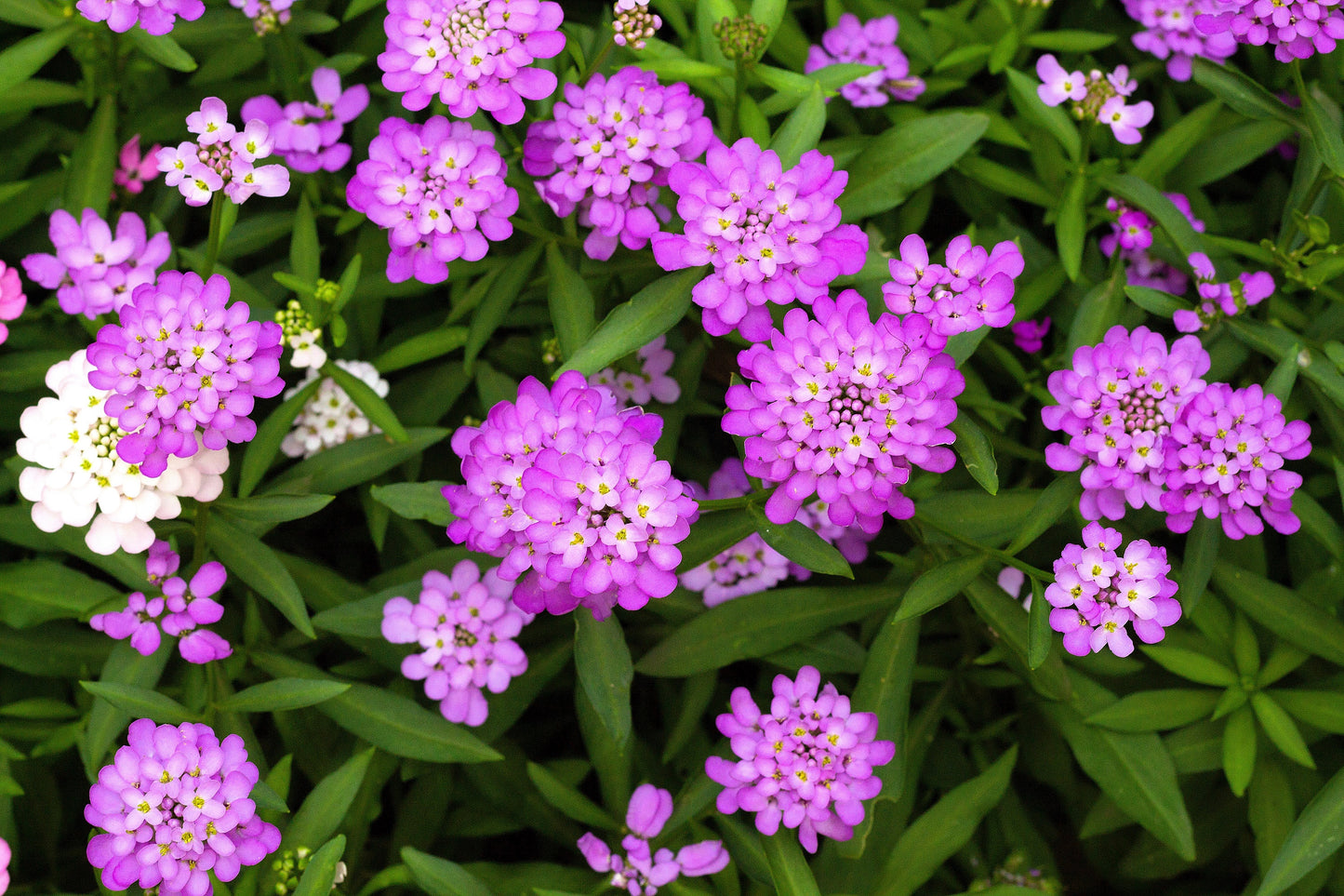 2000 TALL MIX CANDYTUFT Iberis Umbellata Mixed Colors Ground Cover Flower Seeds