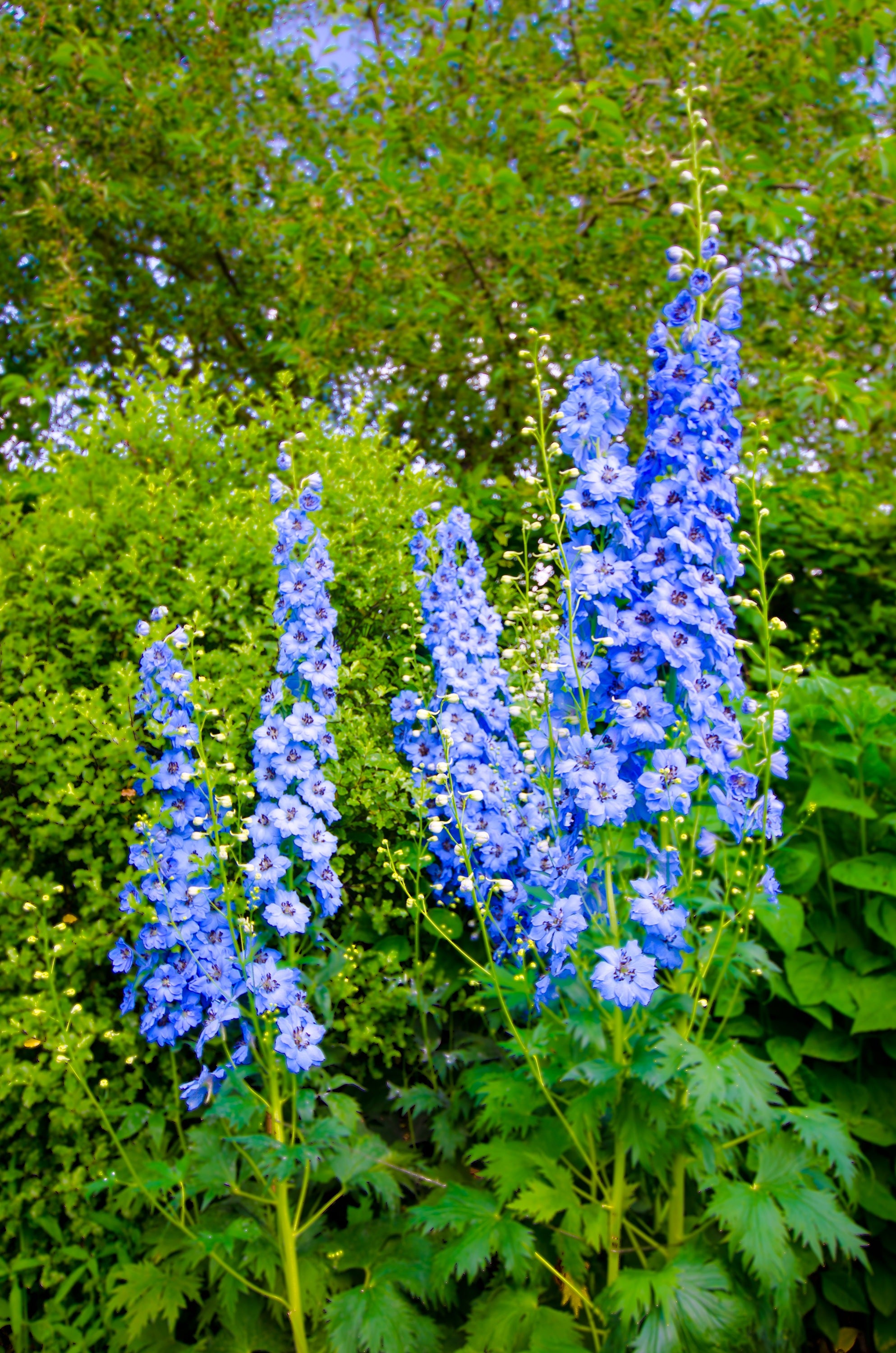 350 Blue with Pink ROCKET LARKSPUR DELPHINIUM Consolida Ajacis
