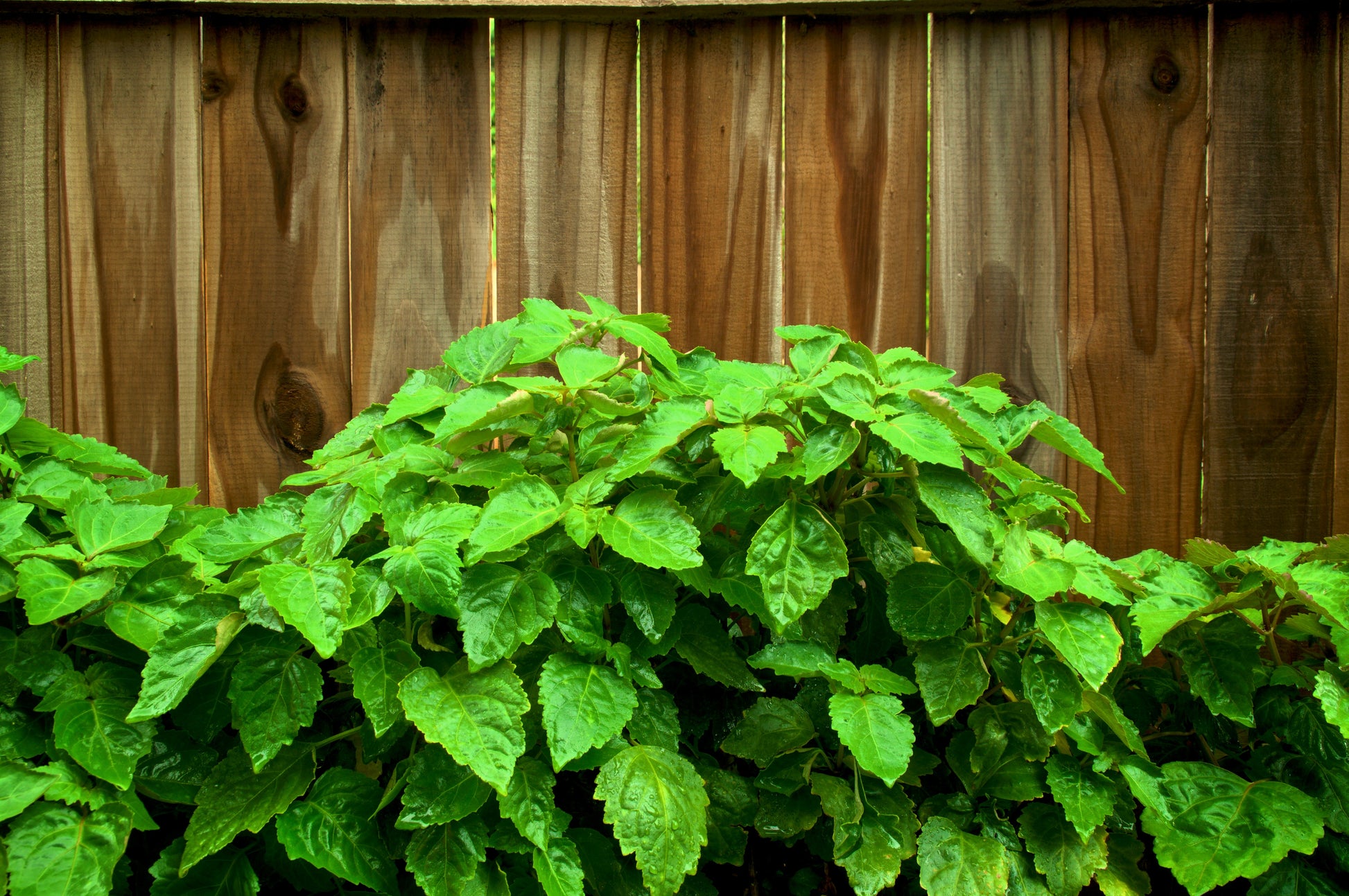 patchouli indoor plant 5 TRUE PATCHOULI SHRUB Fragrant Patchouly Pogostemon Cablin Herb Seeds