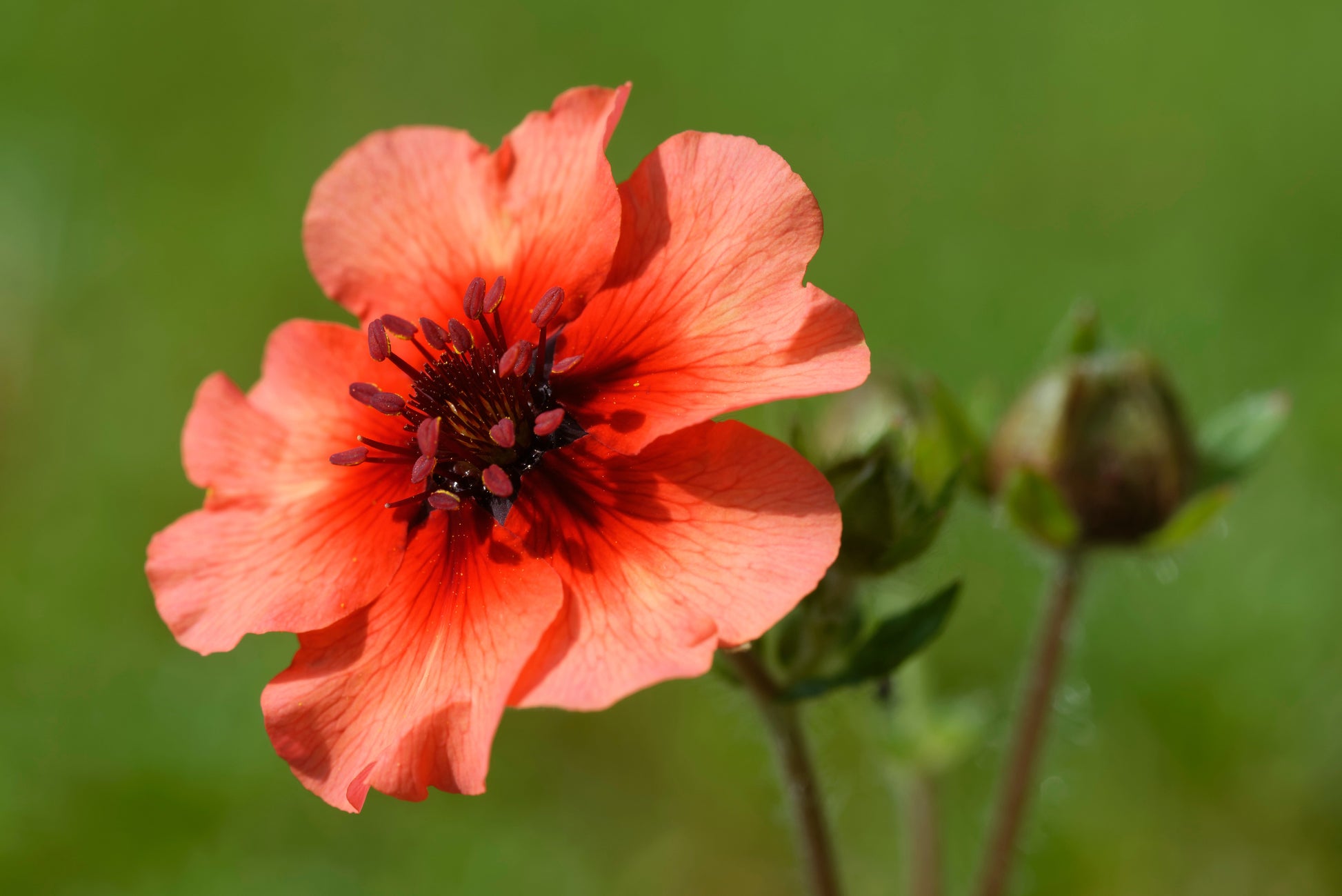 flower seeds in nepal 50 NEPAL CINQUEFOIL / POTENTILLA Nepalensis Pink Red Flower Seeds
