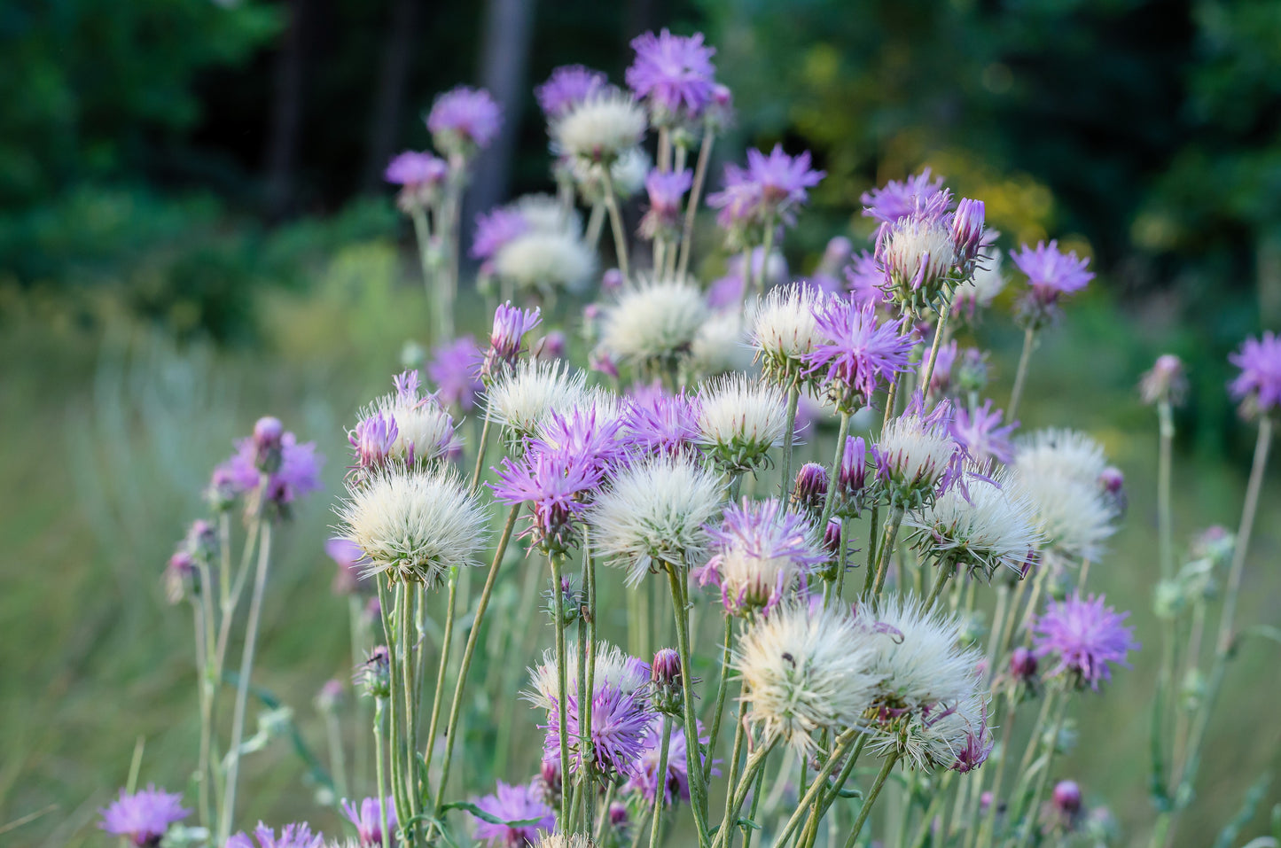 500 MIXED SWEET SULTAN Imperialis Mix Amberboa Moschata Centaurea Flower Seeds - Pink, Rose, Lilac, Purple, Mauve, White, & Yellow