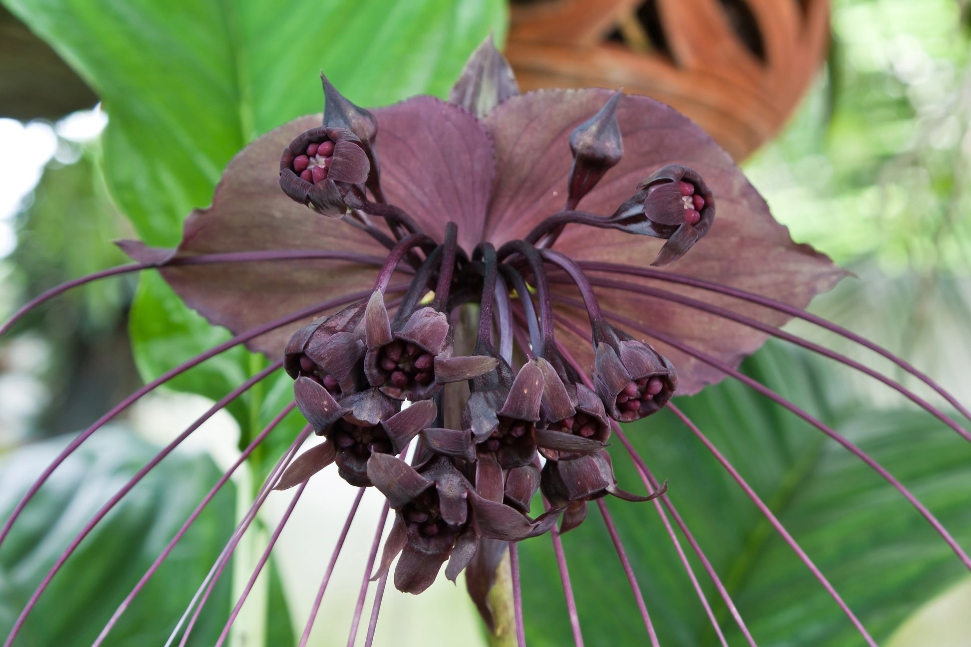 bat flower seeds for sale 5 BLACK BAT FLOWER ( Cats Whiskers / Devil Flower ) Tacca Chantrieri F – Seedville USA