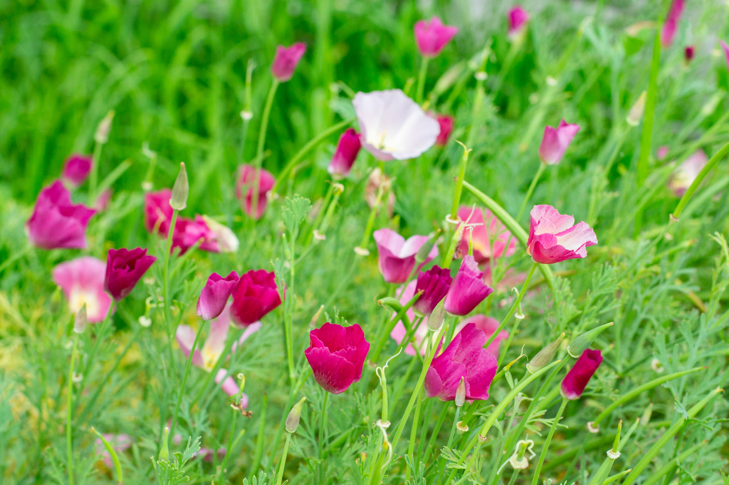 500 CARMINE King CALIFORNIA POPPY Pink Eschscholzia Californica Flower Seeds