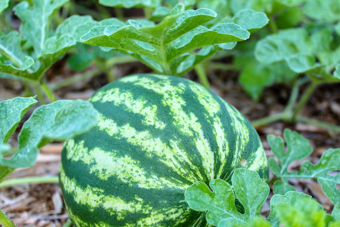 100 CRIMSON SWEET WATERMELON Citrullus lanatus Fruit Melon Seeds