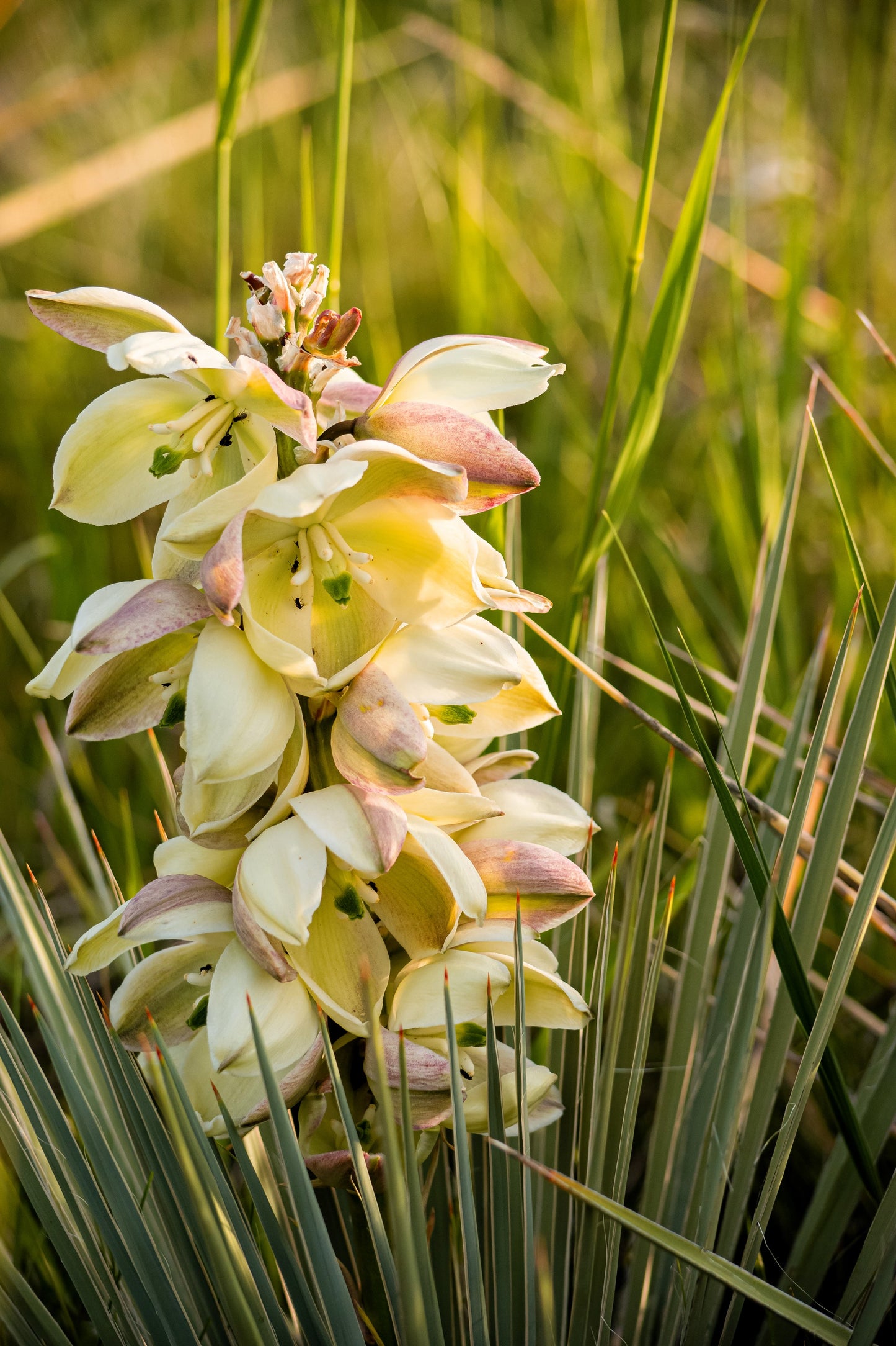 yucca flower seeds 100 YUCCA (Soapweed / Soapwell / Beargrass / Great Plains Yucca) Yucca – Seedville USA