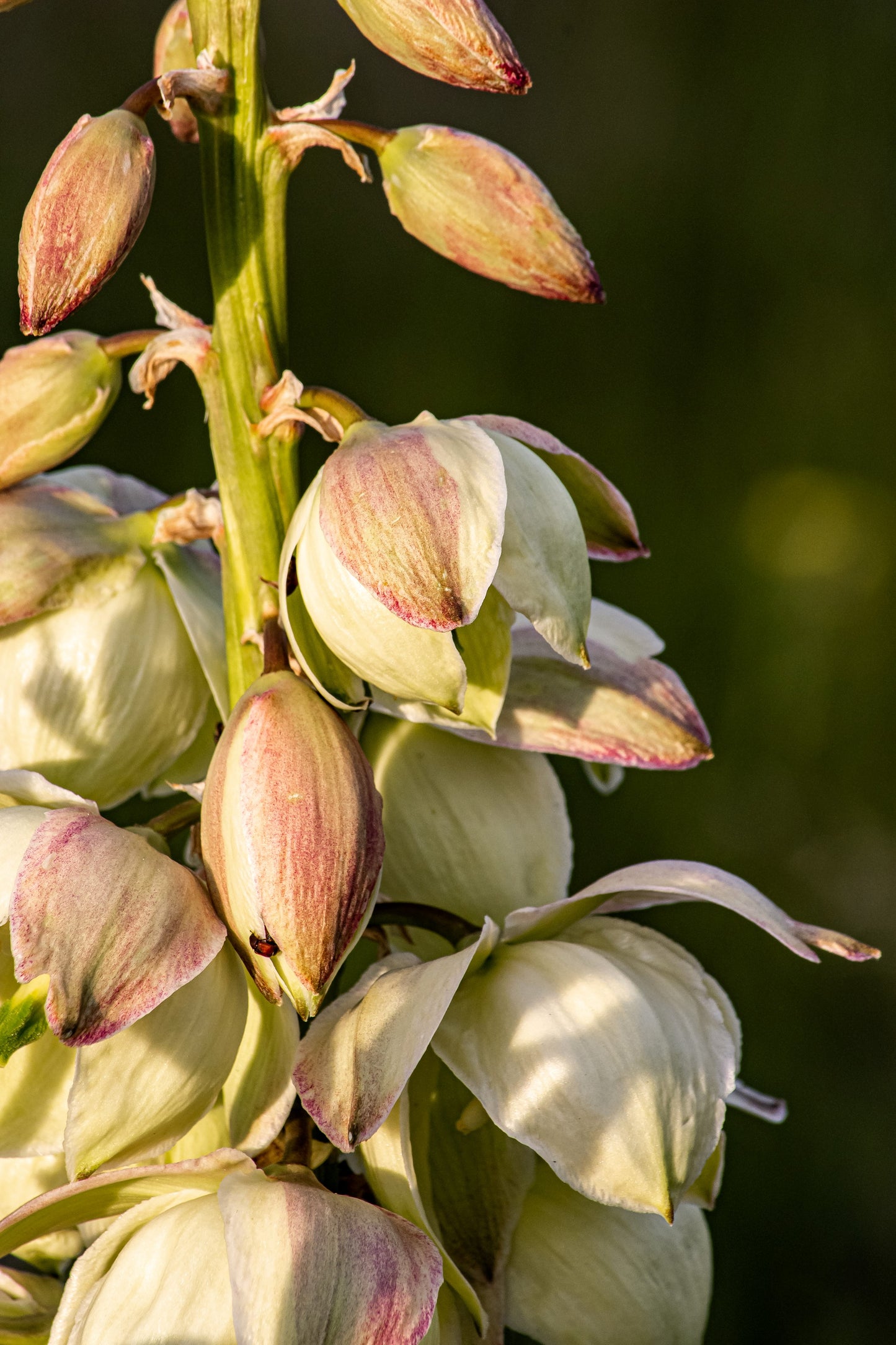 yucca flower seeds 100 YUCCA (Soapweed / Soapwell / Beargrass / Great Plains Yucca) Yucca – Seedville USA