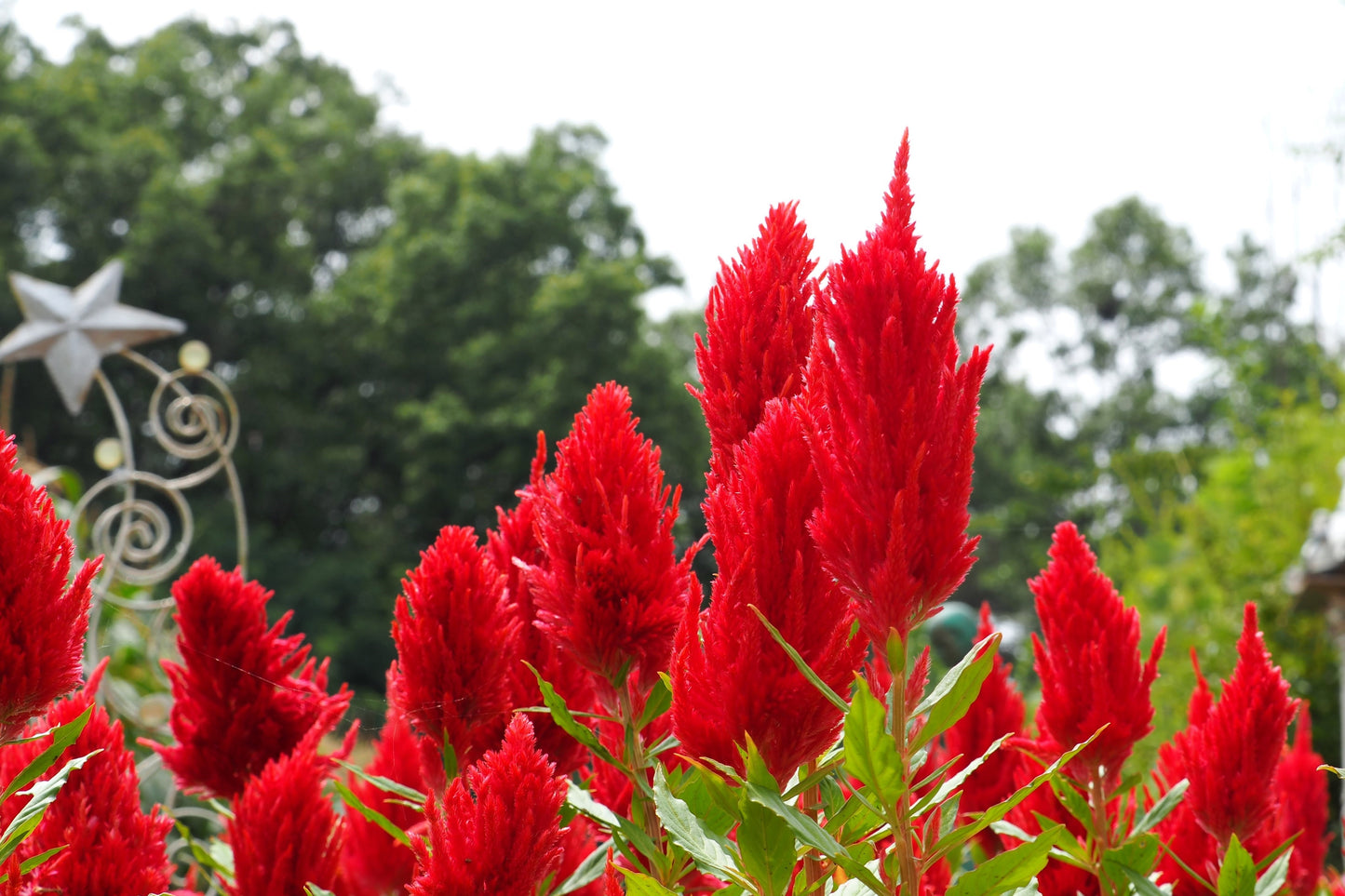 100 RED Forest Fire COCKSCOMB CELOSIA Plumosa Seeds