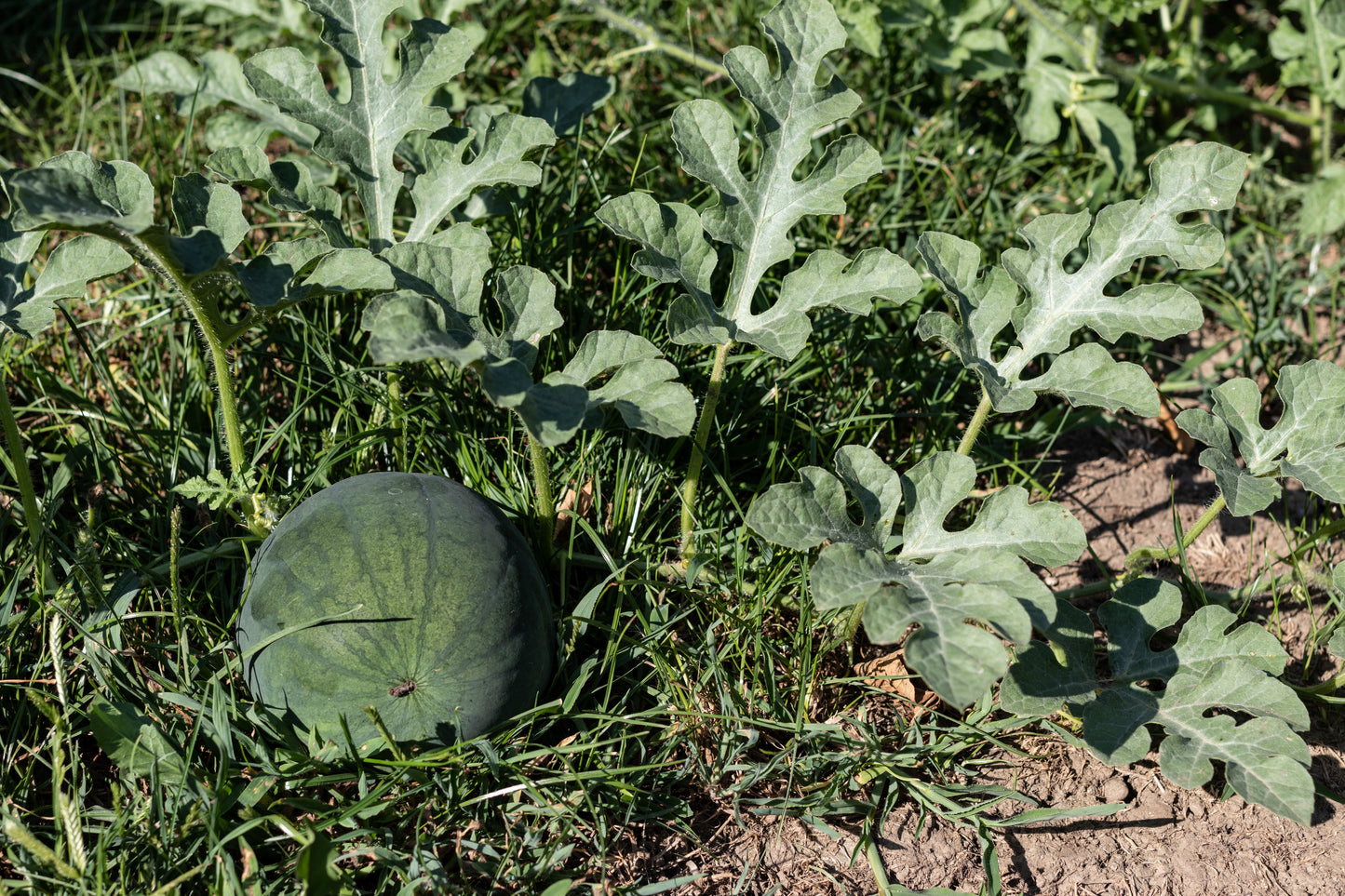 100 SUGAR BABY WATERMELON Citrullus lanatus Fruit Melon Seeds