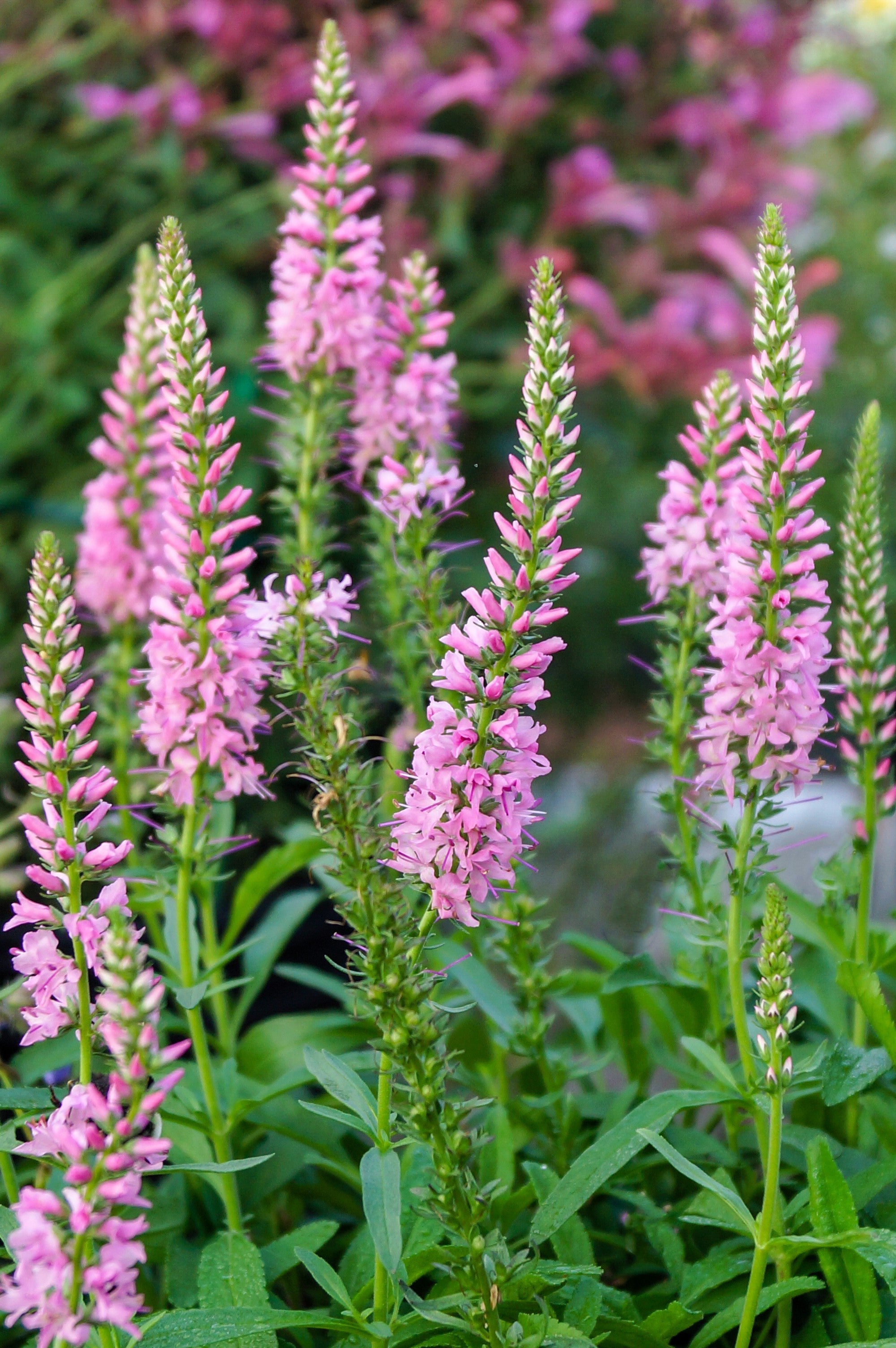 50 Pink VERONICA Longifolia / SPIKE SPEEDWELL Flower Seeds – Seedville USA