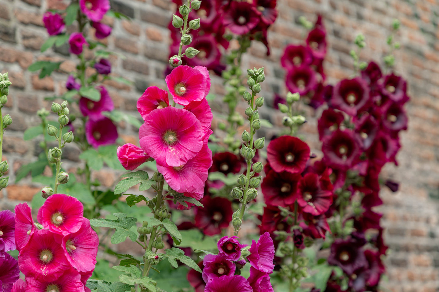 25 BRIGHT PINK HOLLYHOCK Alcea Rosea Perennial Flower Seeds