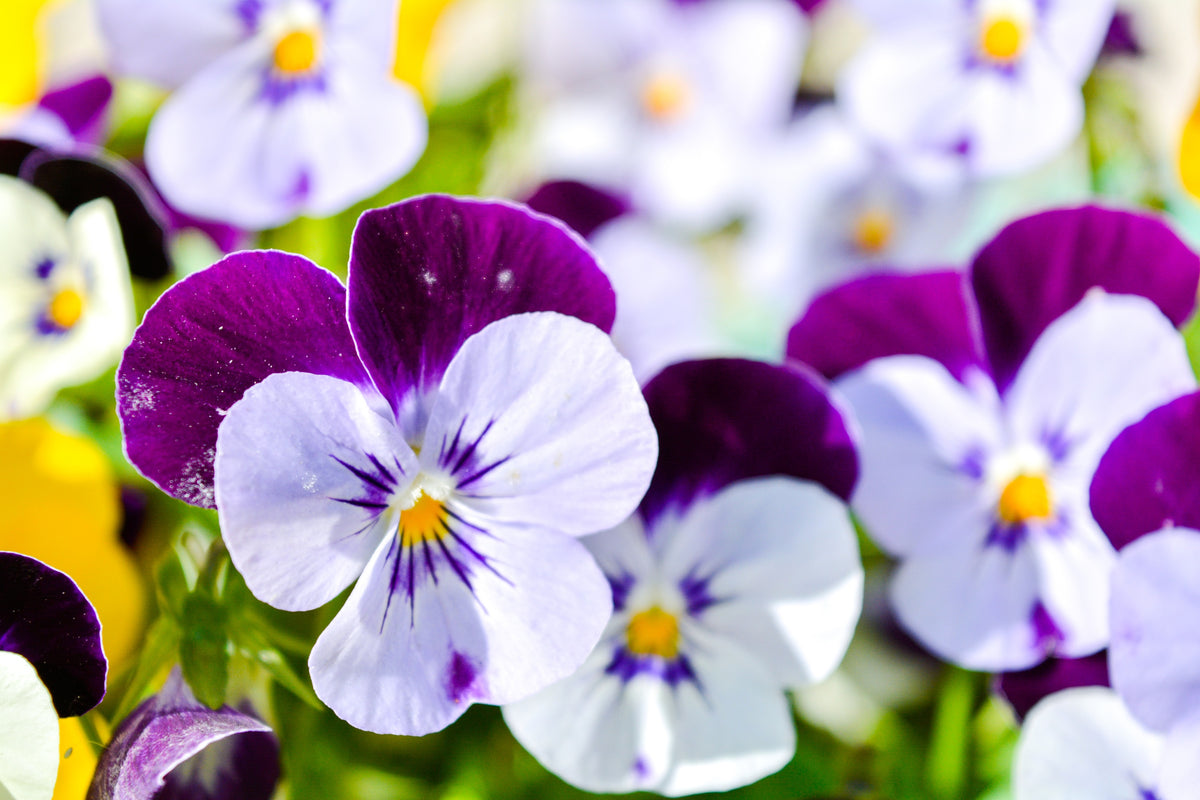 100 JOHNNY JUMP UP Violet Viola Tricolor Purple White Flower Seeds