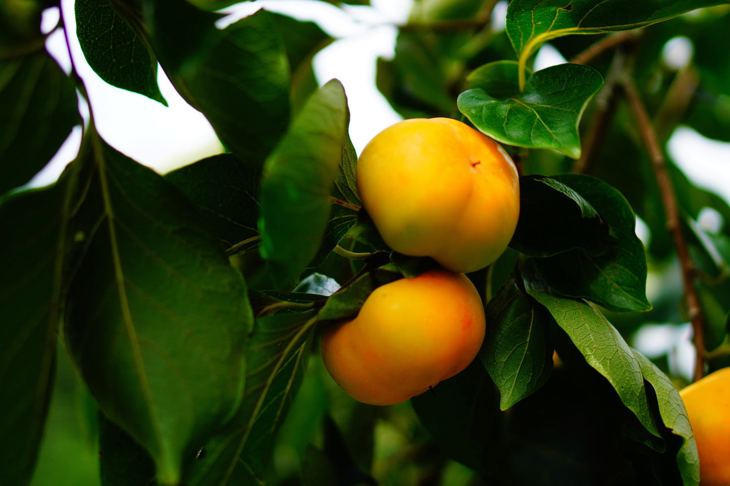 5 AMERICAN PERSIMMON TREE Diospyros Virginiana Fruit Seeds