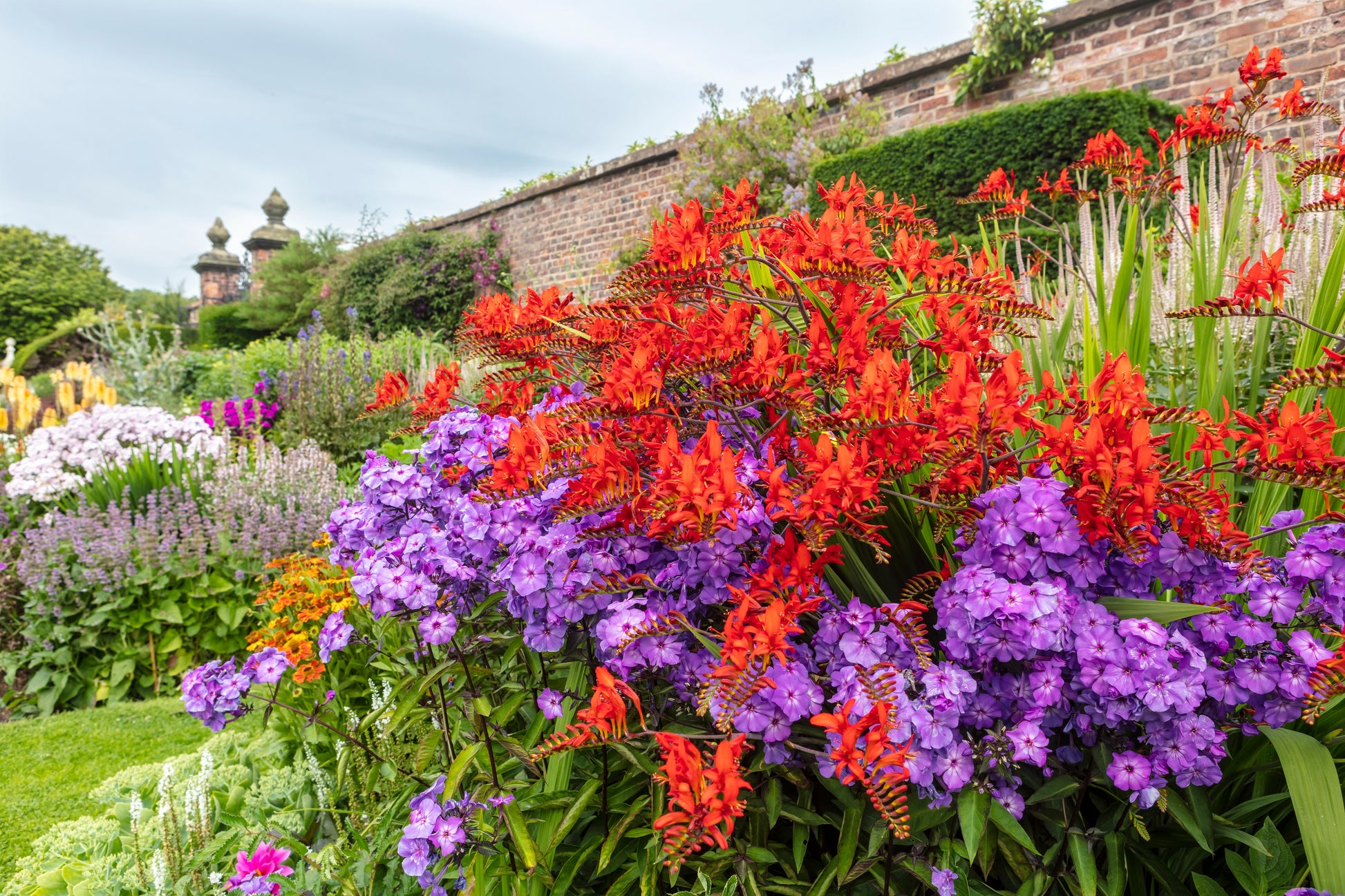 lucifer flower seeds 10 RED LUCIFER CROCOSMIA Crocosmia Masoniorum Flower Seeds