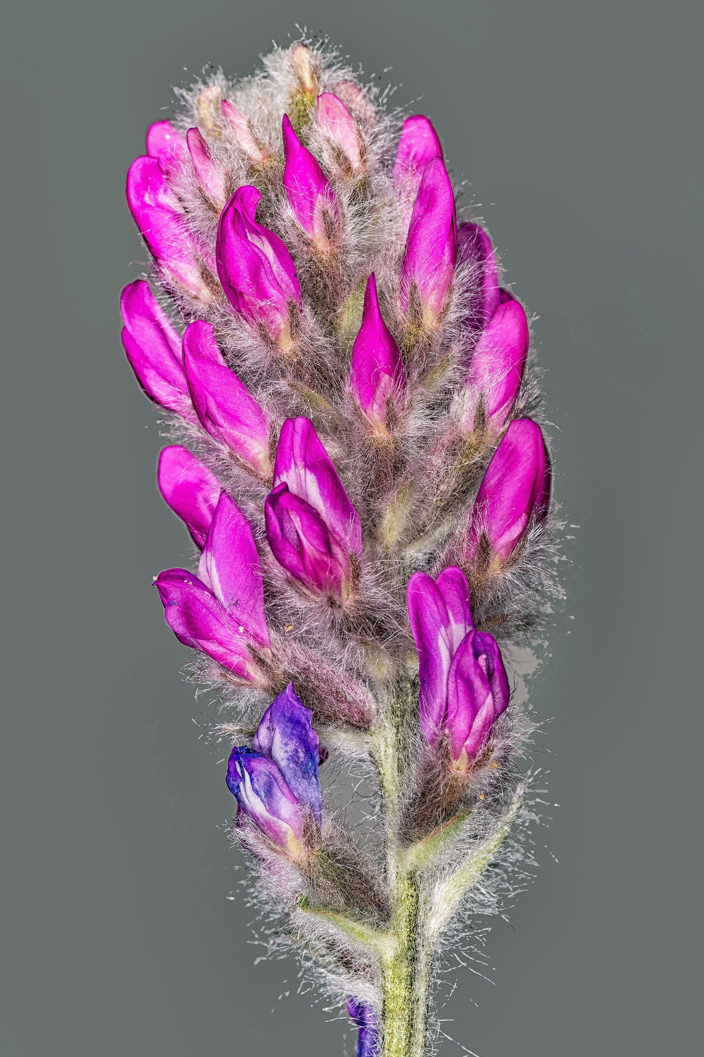 30 Purple LOCOWEED CRAZYWEED Oxytropis Lambertii Native Flower Seeds