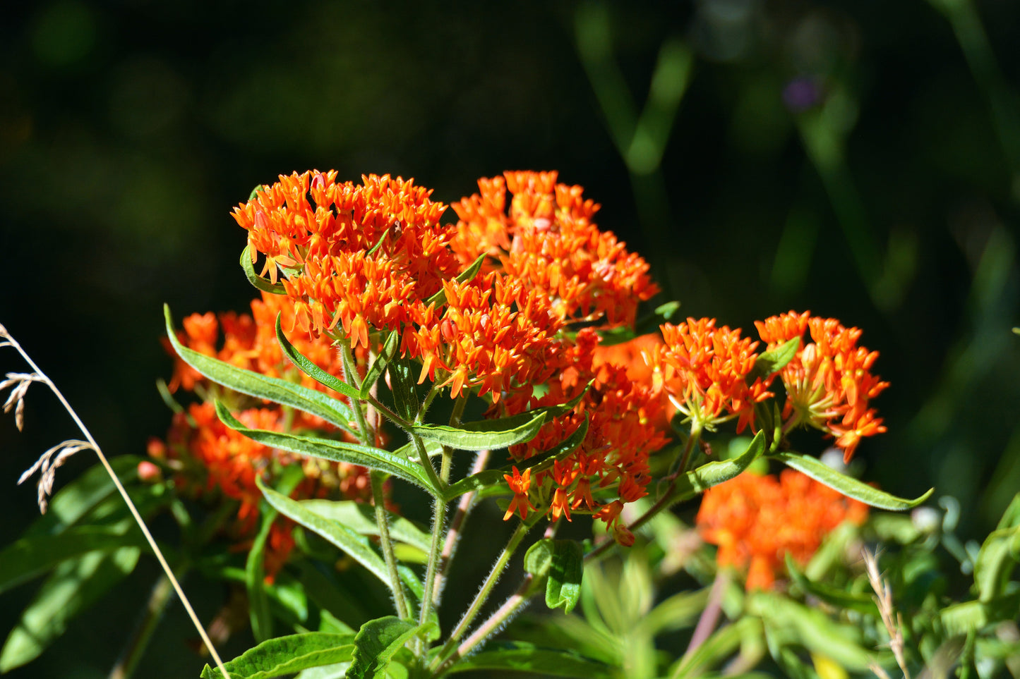 30 ORANGE BUTTERFLY MILKWEED Asclepias Tuberosa Flower Seeds