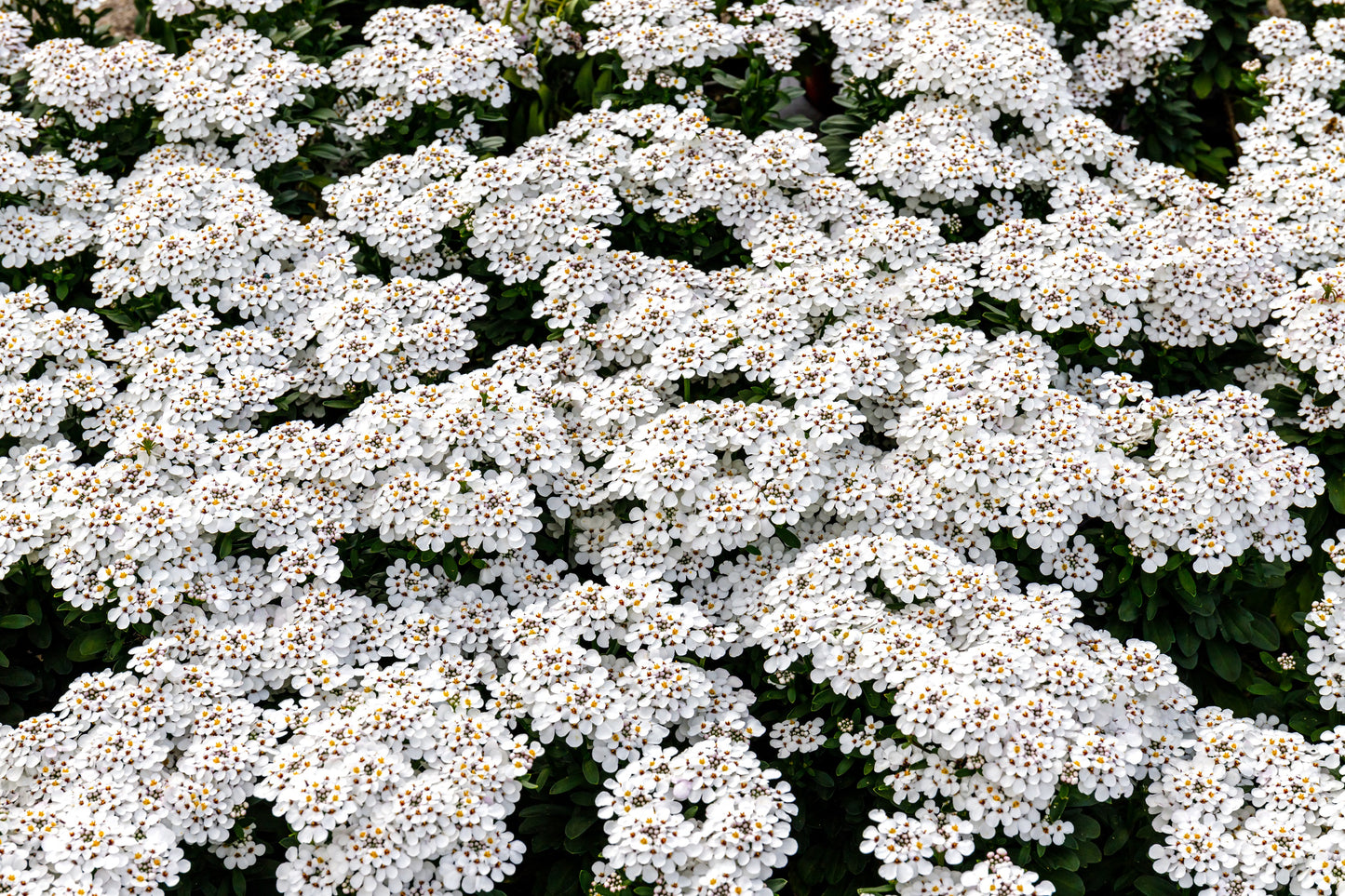 1000 WHITE EMPRESS CANDYTUFT Iberis Amara Groundcover Flower Seeds