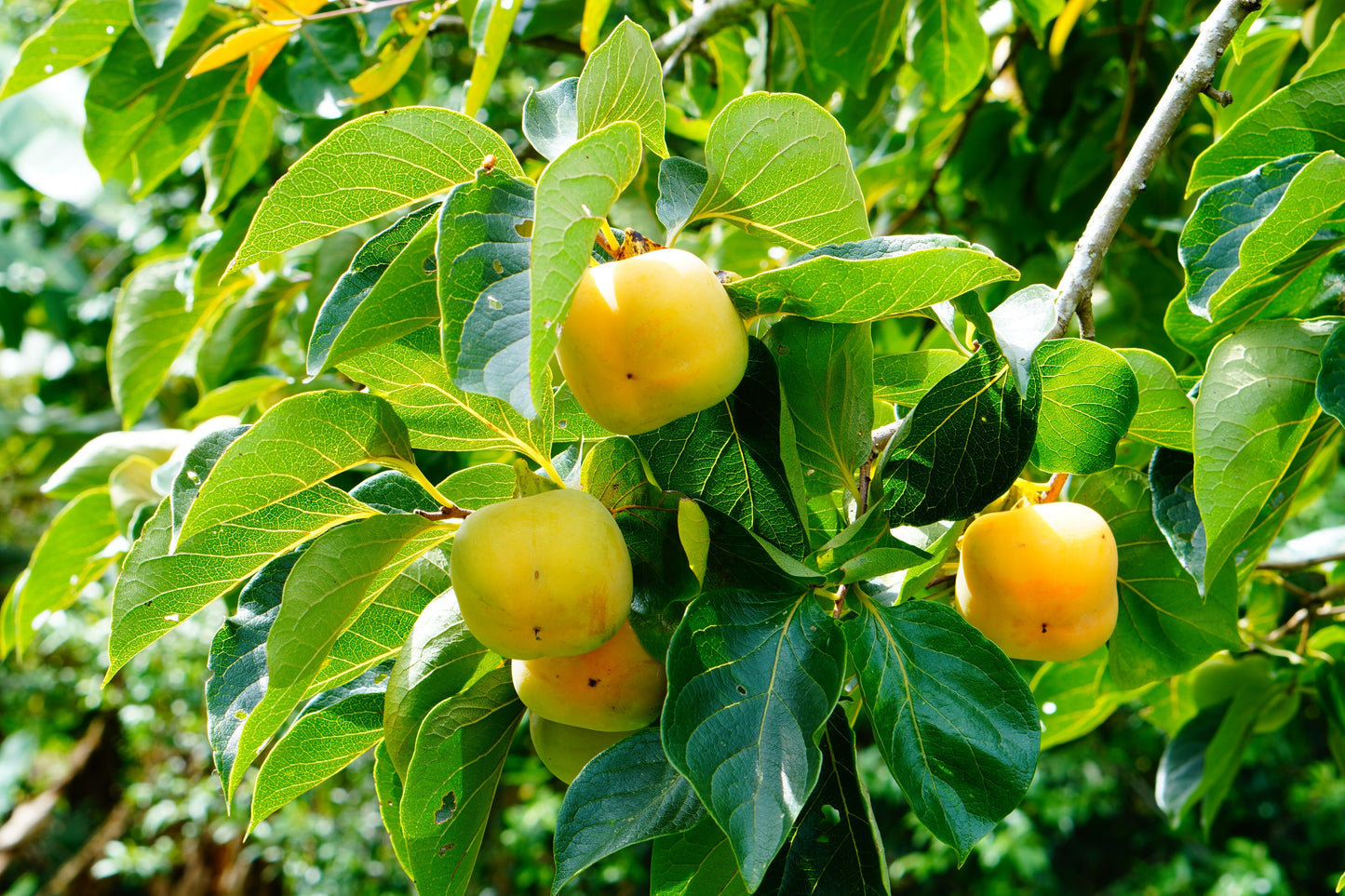 5 AMERICAN PERSIMMON TREE Diospyros Virginiana Fruit Seeds