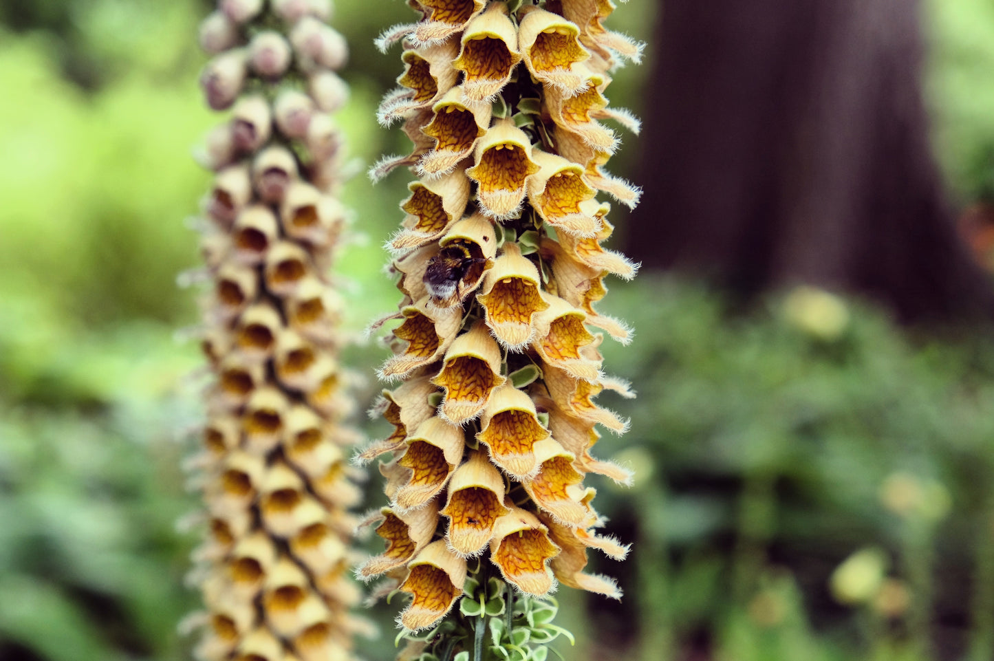 50 RUSTY FOXGLOVE Hummingbird Flower Digitalis Ferruginea Yellow Herald Seeds