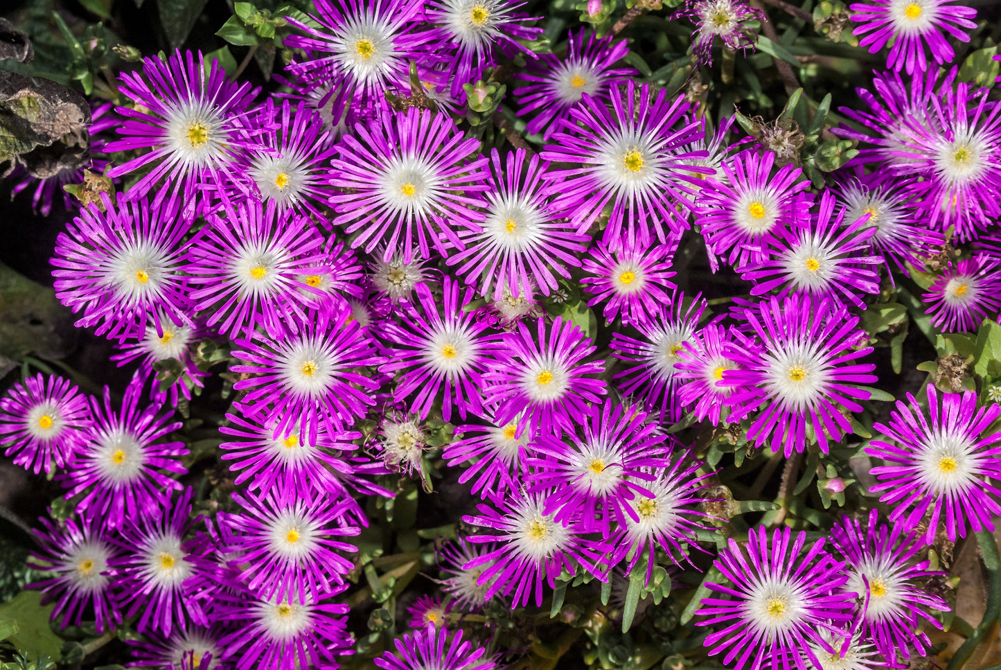 25 STARDUST ICE PLANT Mesembryanthemum Delosperma Floribunda Perennial Purple & White Flower Seeds