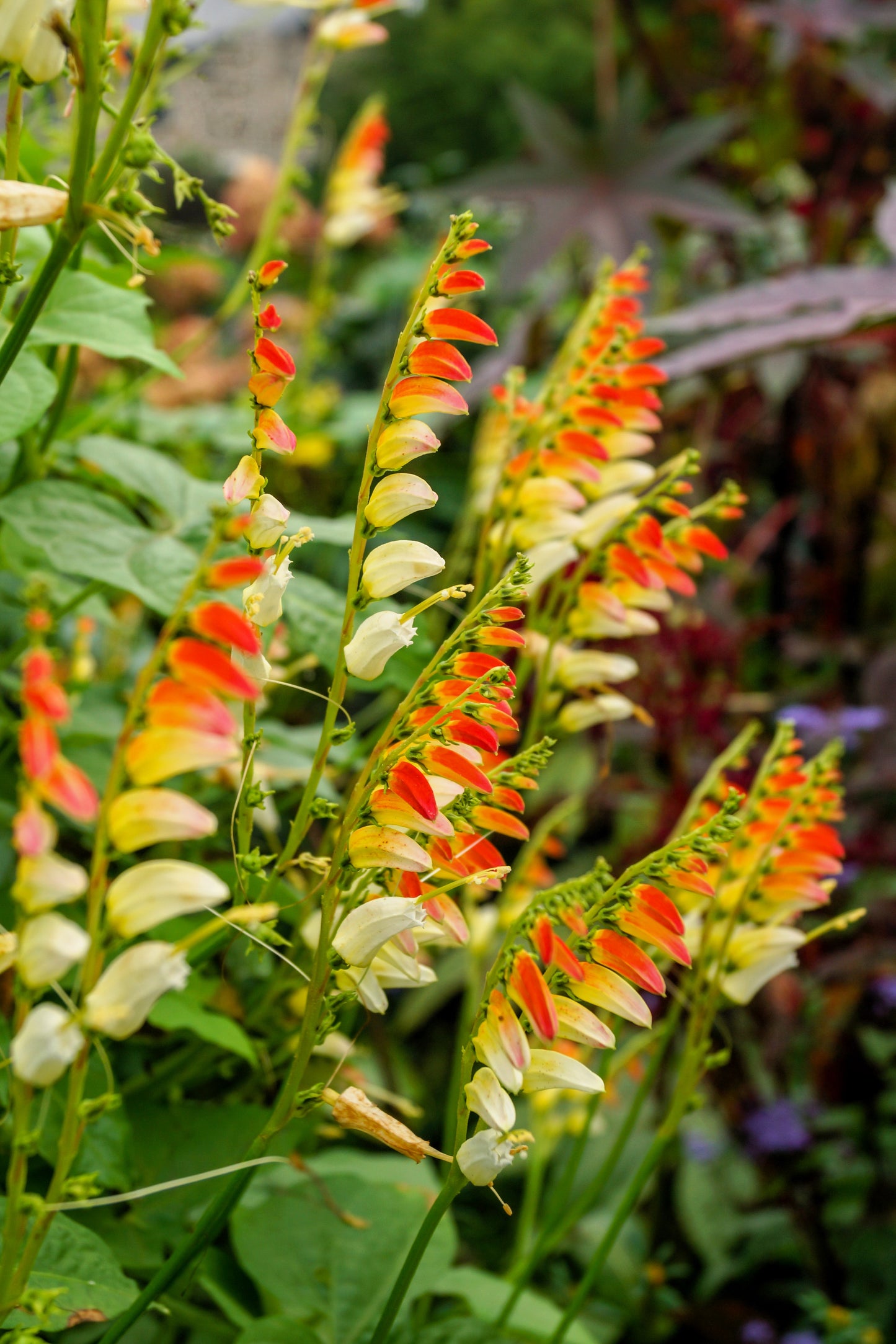 10 FIRECRACKER VINE Flower Mina Lobata Exotic Love Spanish Flag Ipomoea Seeds