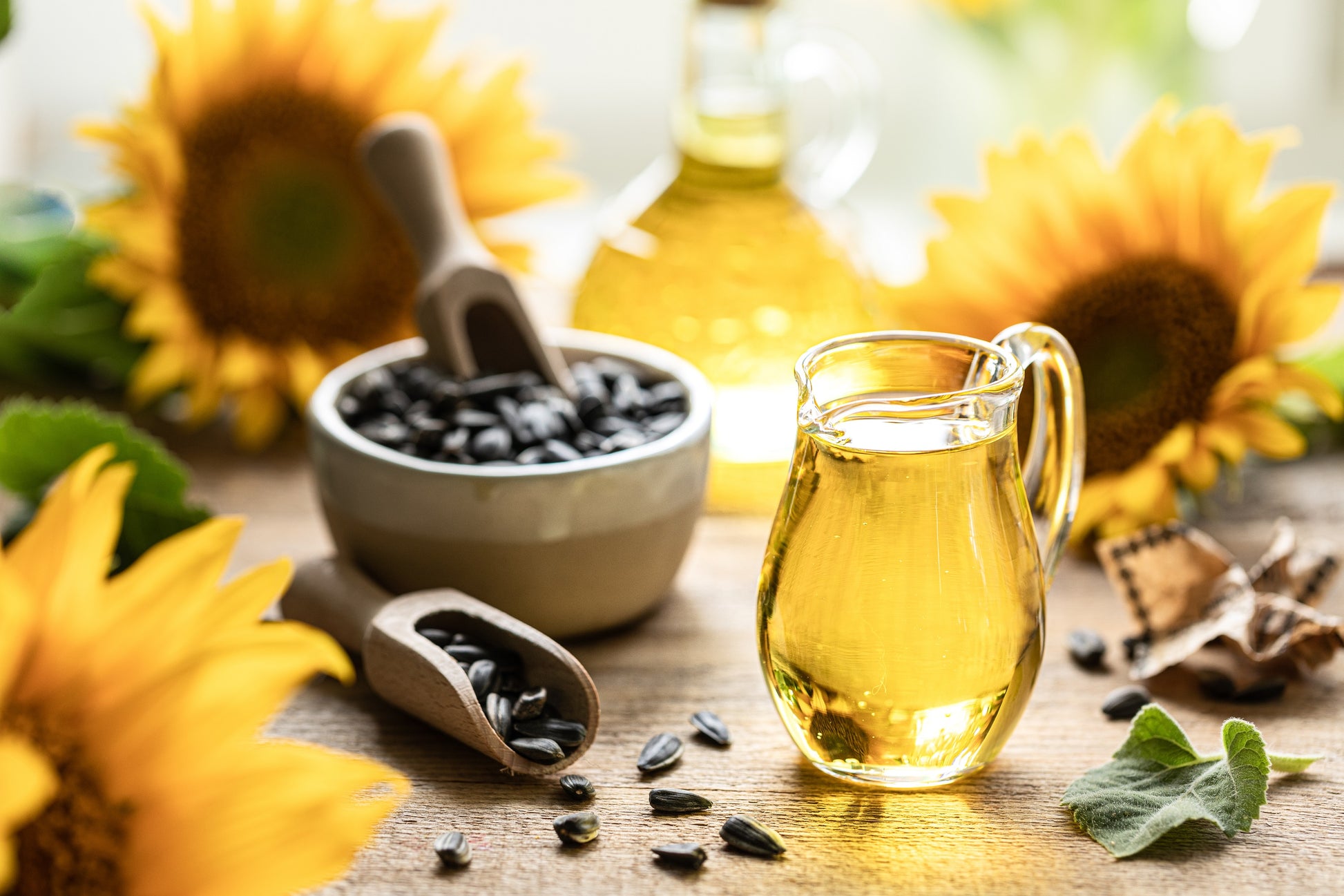 flower seed oil 100 BLACK OIL SUNFLOWER Helianthus Annuus Yellow Hummingbird Bird Flow – Seedville USA