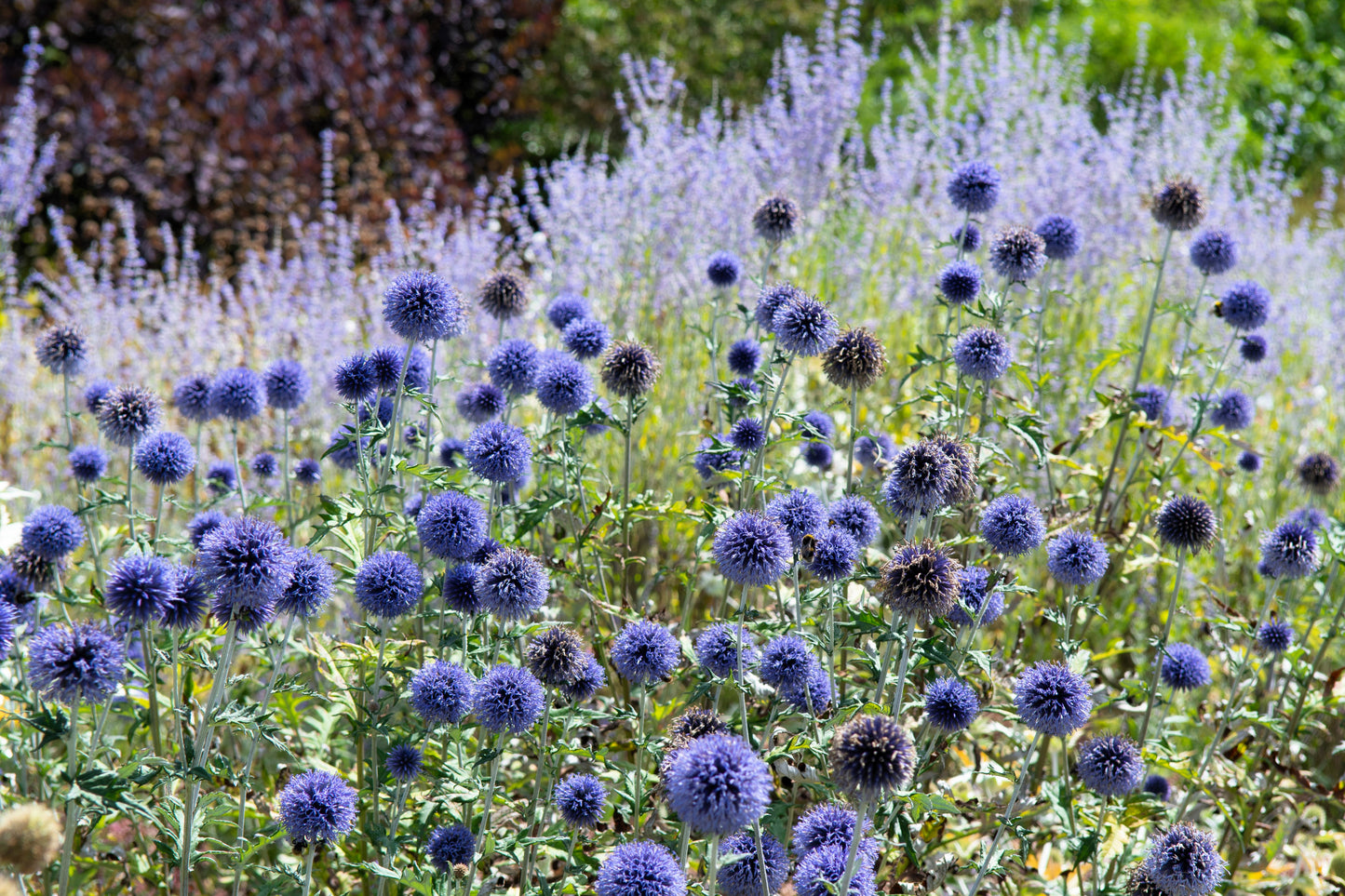 25 Blue GLOBE THISTLE Echinops Ritro Southern Globethistle Pollinator Flower Seeds