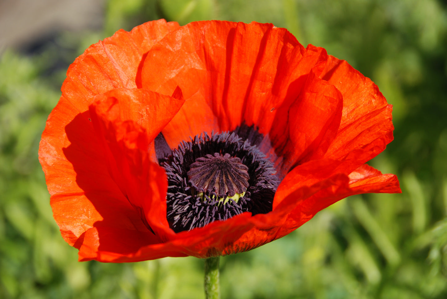 100 RED TURKISH POPPY Heirloom Papaver Somniferum Flower Seeds