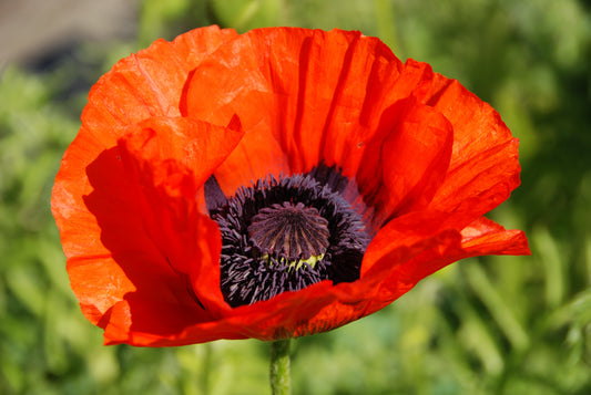 100 RED TURKISH POPPY Heirloom Papaver Somniferum Flower Seeds