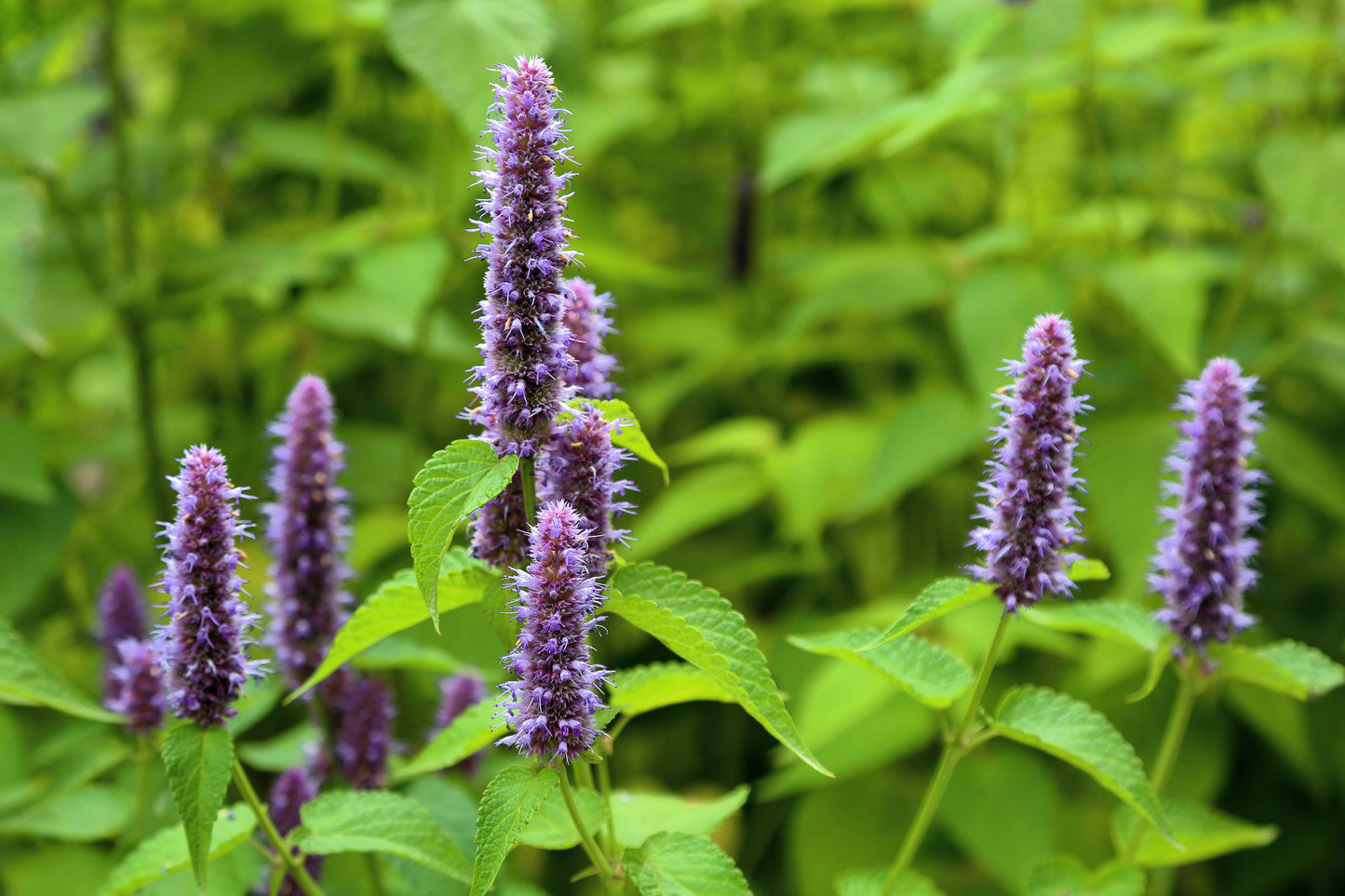 500 PURPLE ANISE HYSSOP (Licorice Mint / Blue Giant) Agastache Foeniculum Herb Flower Seeds