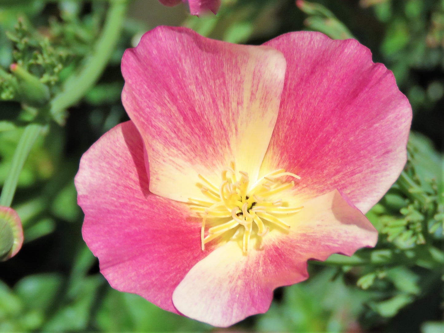 500 CARMINE King CALIFORNIA POPPY Pink Eschscholzia Californica Flower Seeds