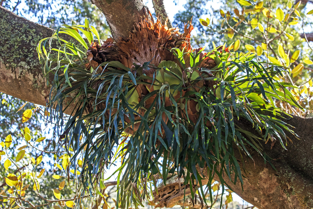 Felce Di Staghorn, Superbum Del Platycerium, Pianta Tropicale Ornamentale I 76857821