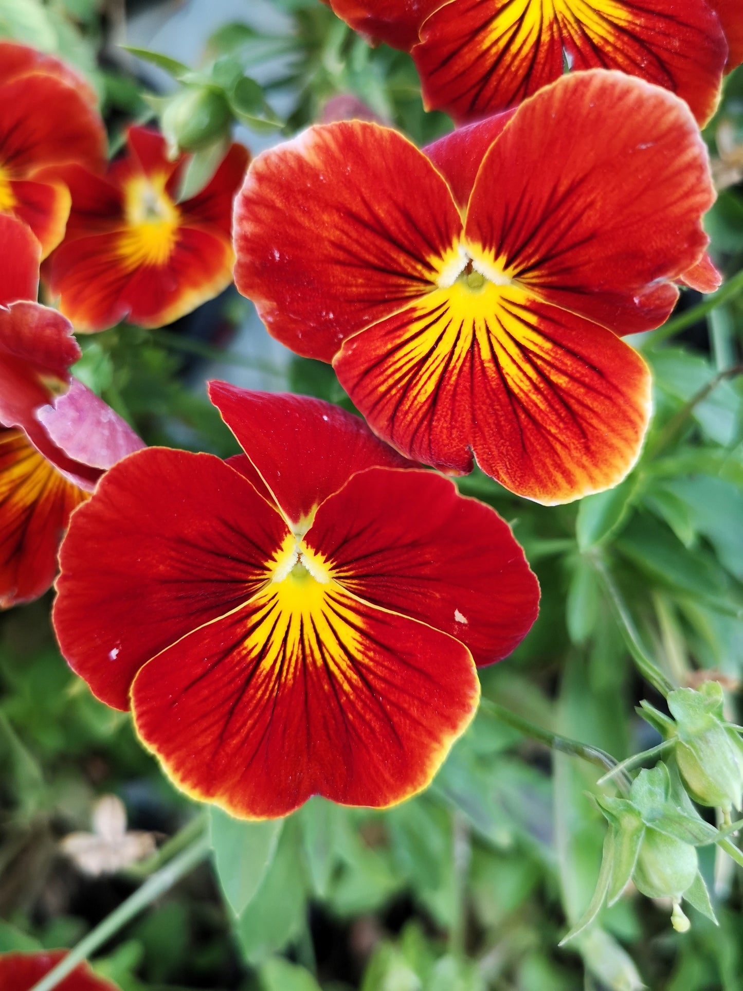 50 RED & YELLOW PANSY Violet Viola Wittrockiana Flower Seeds