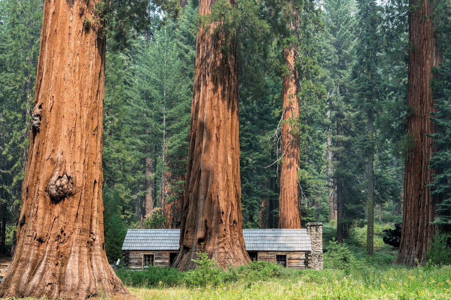 40 GIANT SEQUOIA Sequoiadendron Giganteum Sierra Redwood Tree Seeds