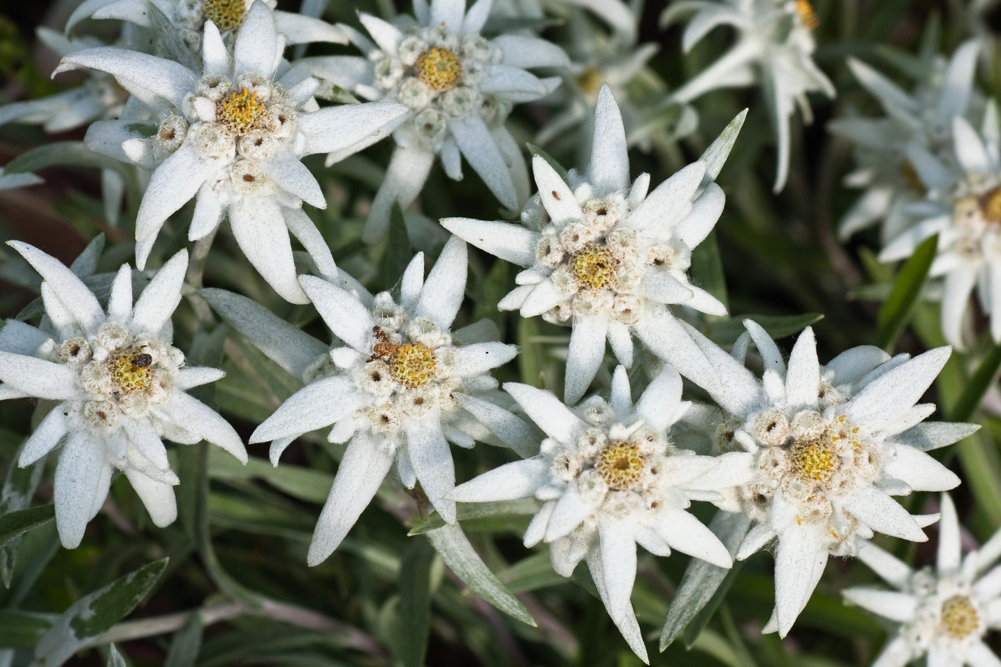 50 EDELWEISS Leontopodium Alpinum White Flower Seeds