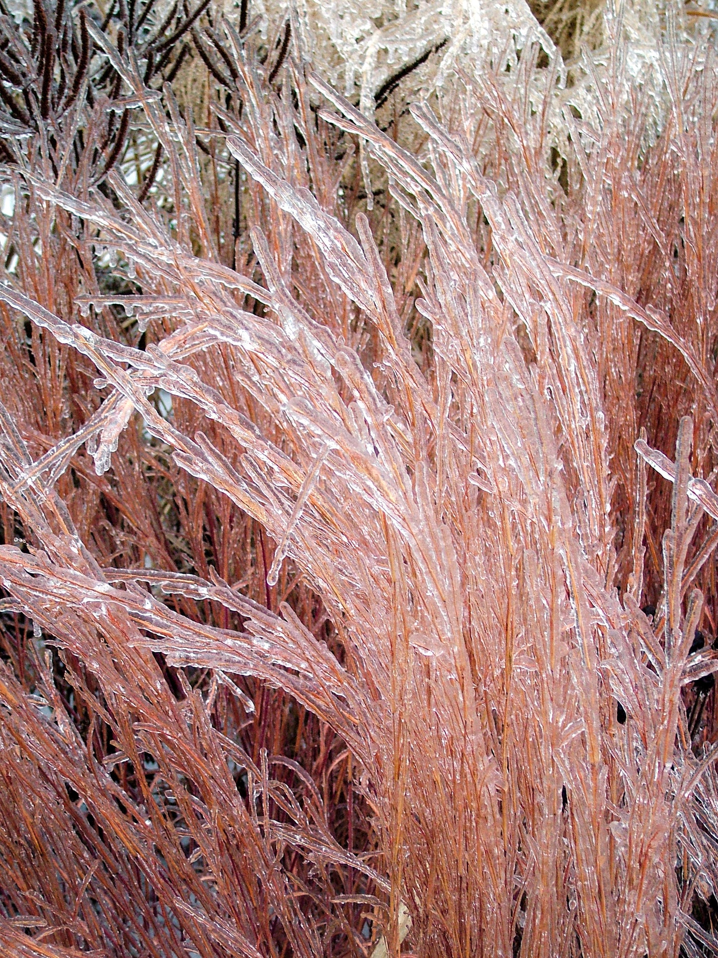 300 LITTLE BLUESTEM GRASS Schizachyrium Scoparius Seeds