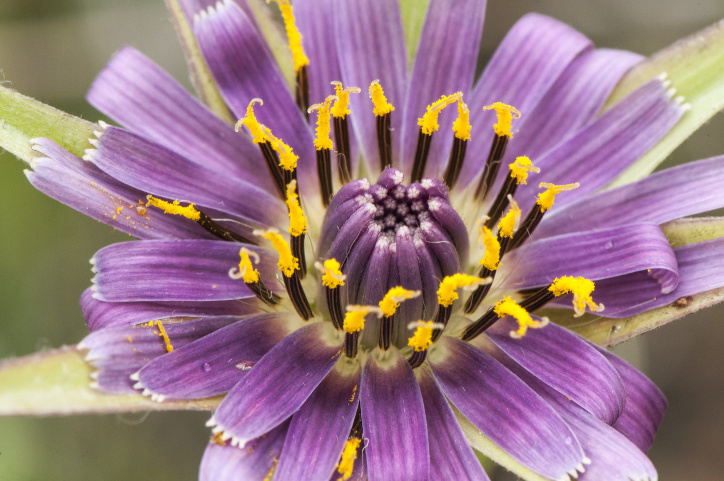 50 MAMMOTH Sandwich Island SALSIFY Tragopogon White Root Vegetable Oyster Flower Seeds