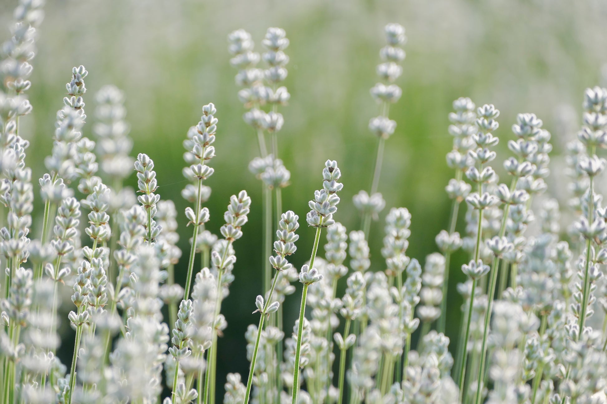 buy white lavender plants 20 WHITE LAVENDER English Lavandula Angustifolia Herb Flower Seeds