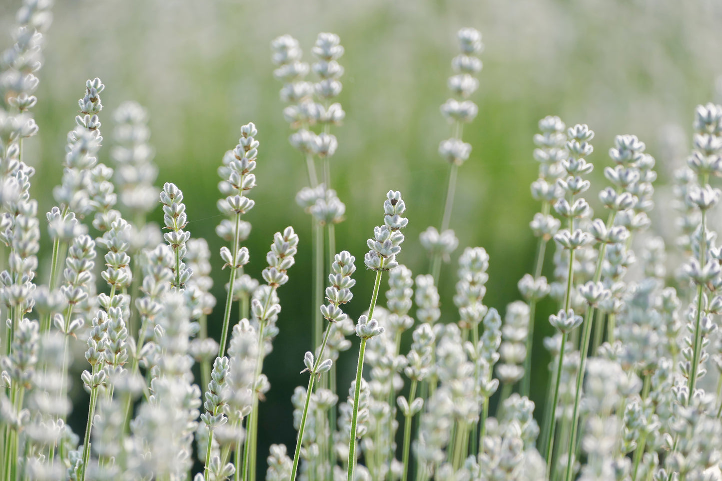 20 WHITE LAVENDER English Lavandula Angustifolia Herb Flower Seeds