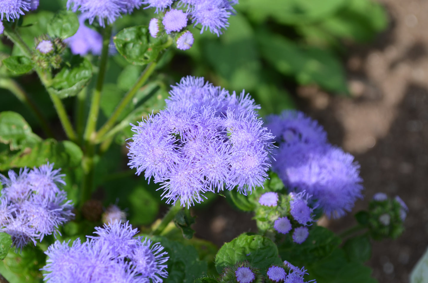 100 Dwarf BLUE MINK AGERATUM Houstonianum Fuzzy Double West Indies Flower Seeds