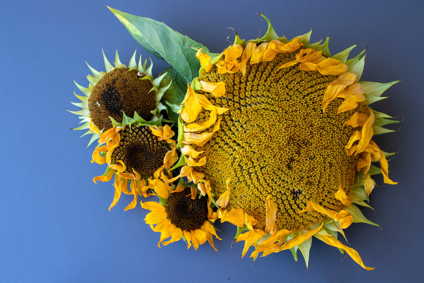 75 MAMMOTH GREY Stripe SUNFLOWER Helianthus Annuus Flower Seeds