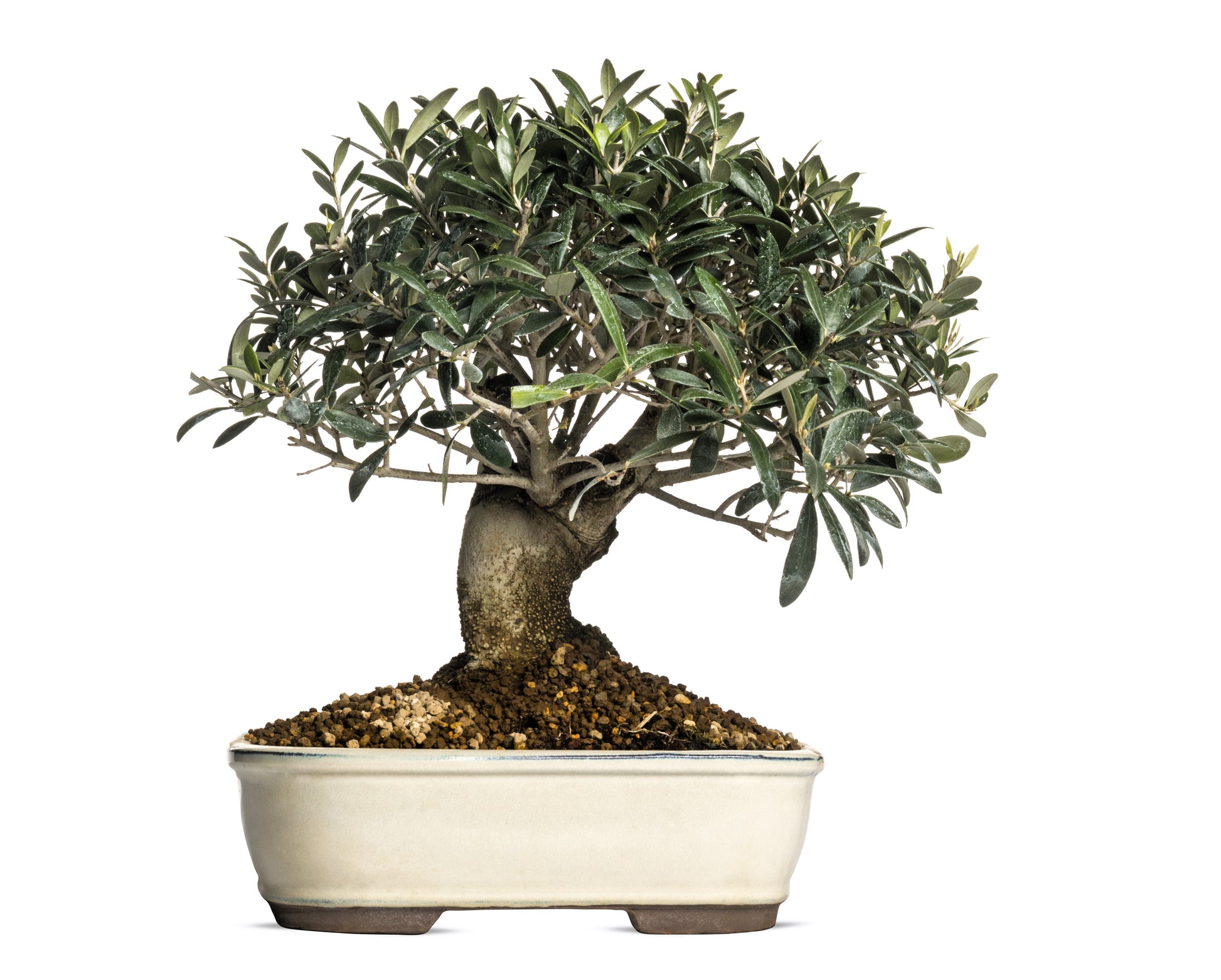 black olive bonsai tree for sale 15 EUROPEAN OLIVE TREE Olea Europaea Edible Common Green Black Fruit S – Seedville USA