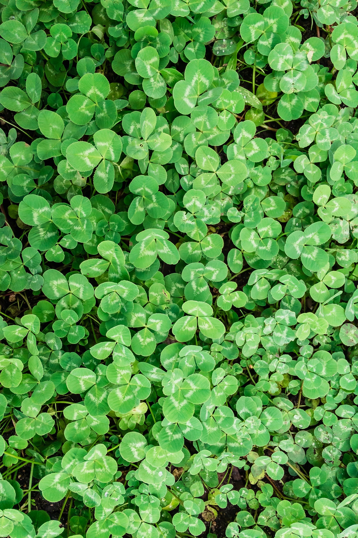 300 STRAWBERRY HEADED CLOVER Palestine Trifolium Fragiferum Pink Flower Seeds