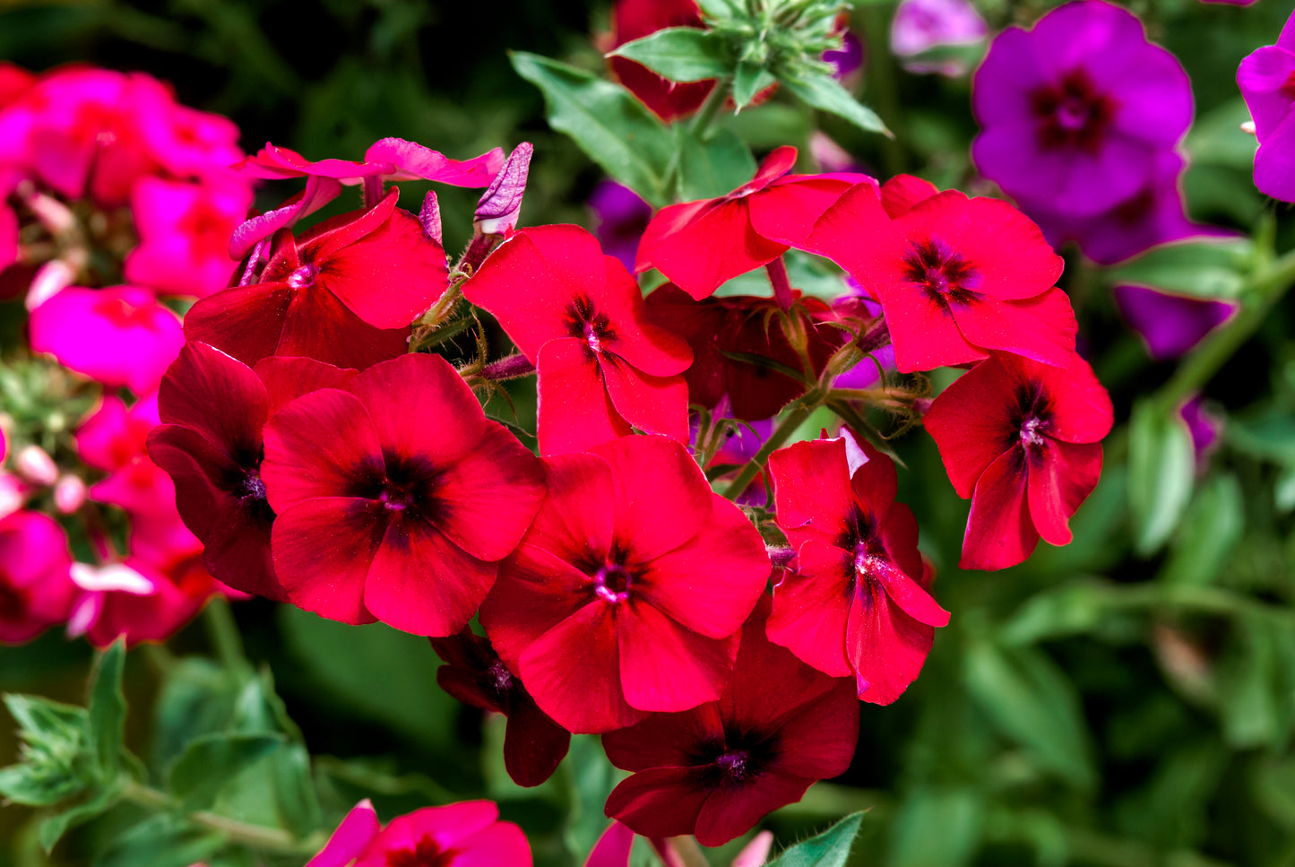 800 RED DRUMMOND PHLOX (Texas Pride) Phlox Drummondii Flower Seeds