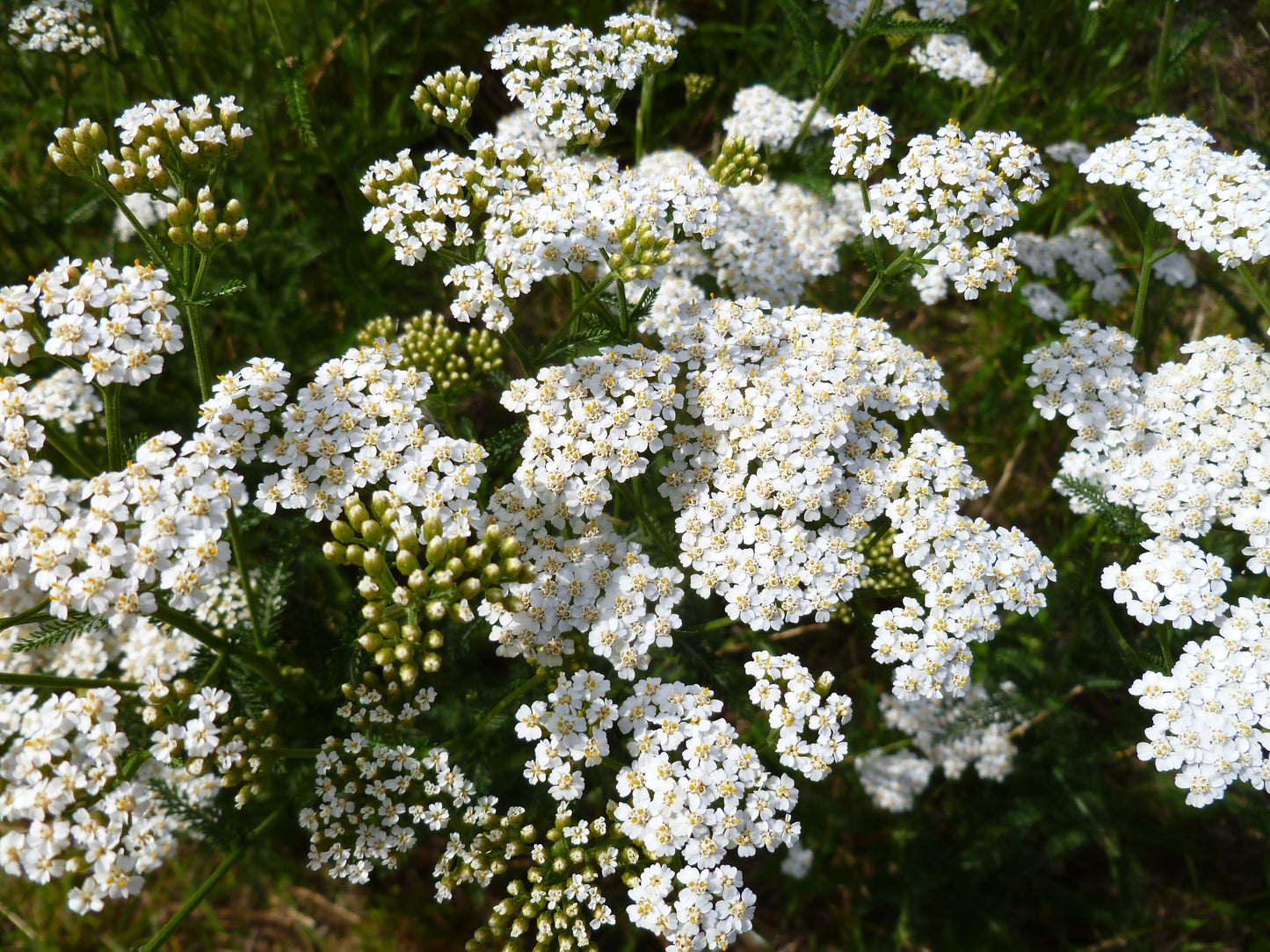 1000 WHITE YARROW Achillea Millefolium Flower Seeds