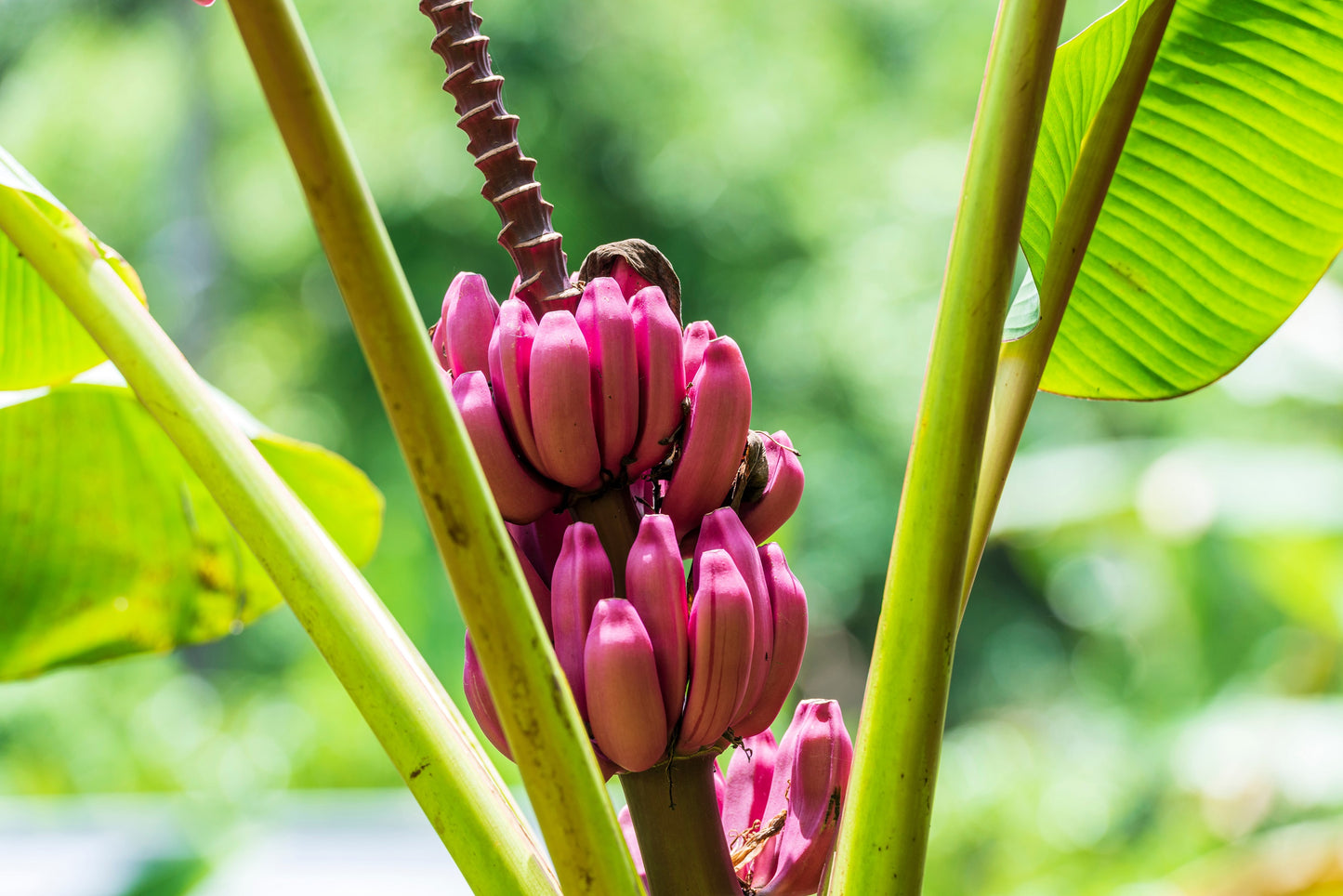 5 DWARF PINK BANANA Velvet Musa Velutina Flowering Fruit Tree Seeds