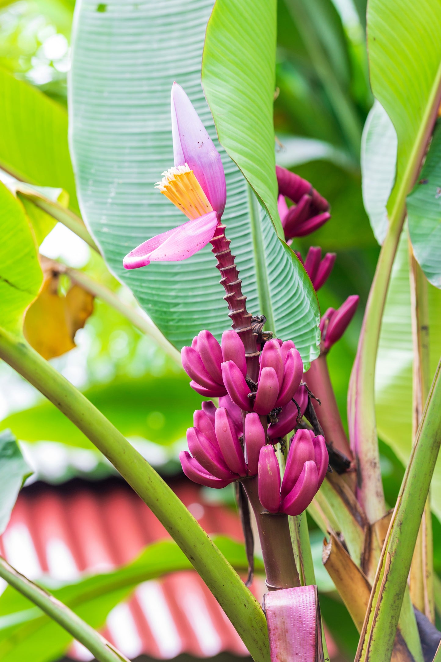 5 DWARF PINK BANANA Velvet Musa Velutina Flowering Fruit Tree Seeds