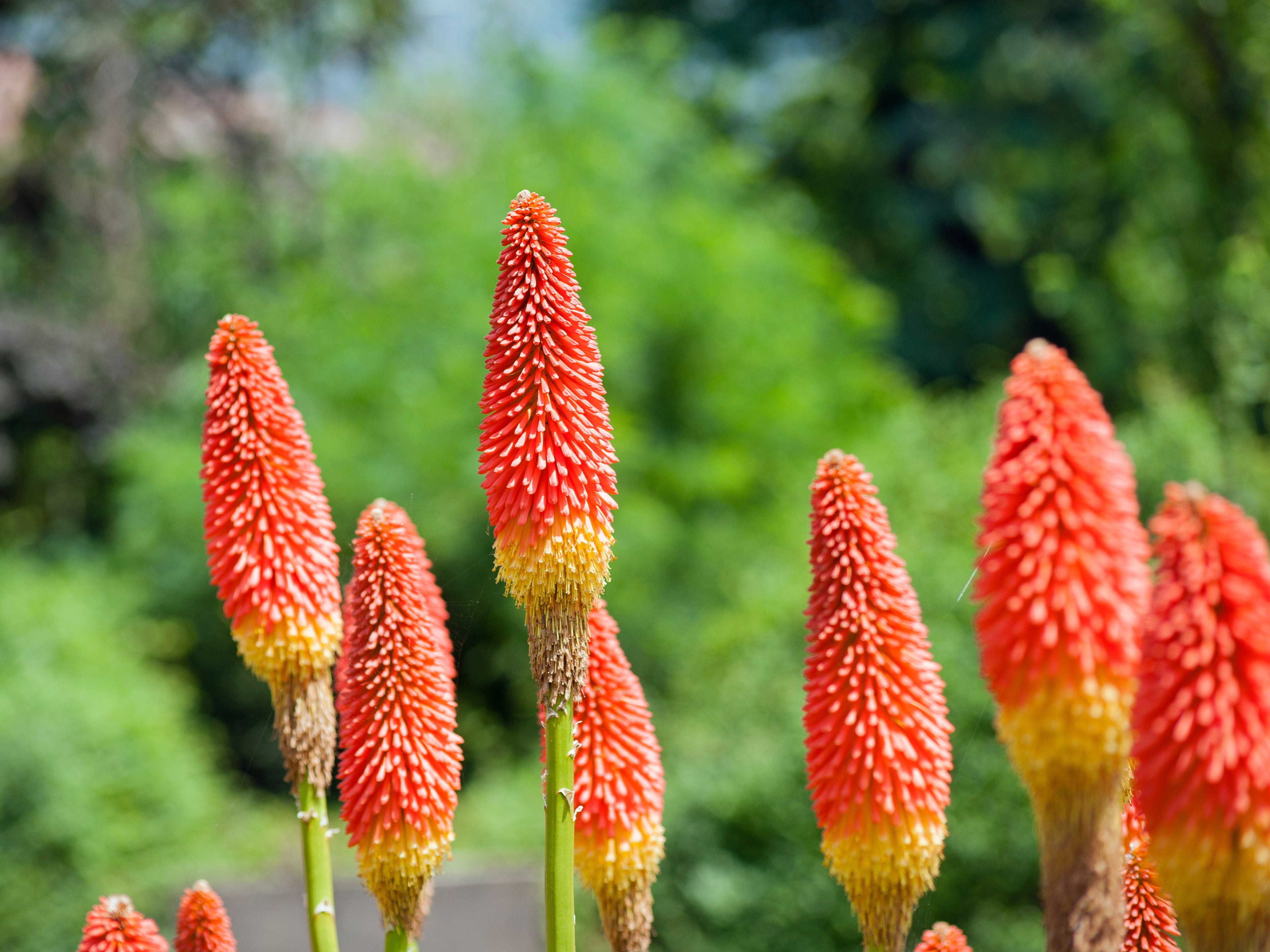 50 TORCH LILY Red Hot Poker / Tritoma / Kniphofia Uvaria Flower